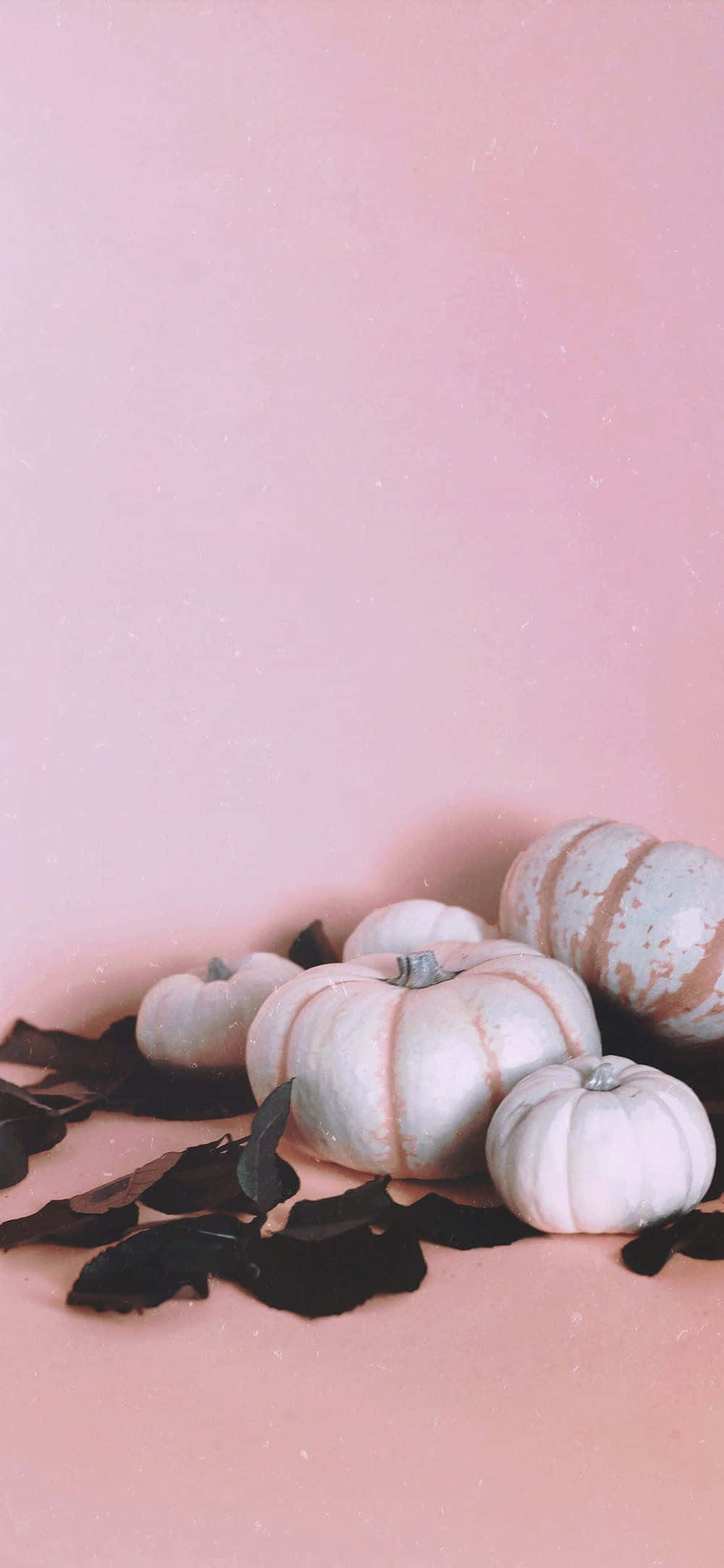 Una calabaza rosa brillante Fondos de pantalla