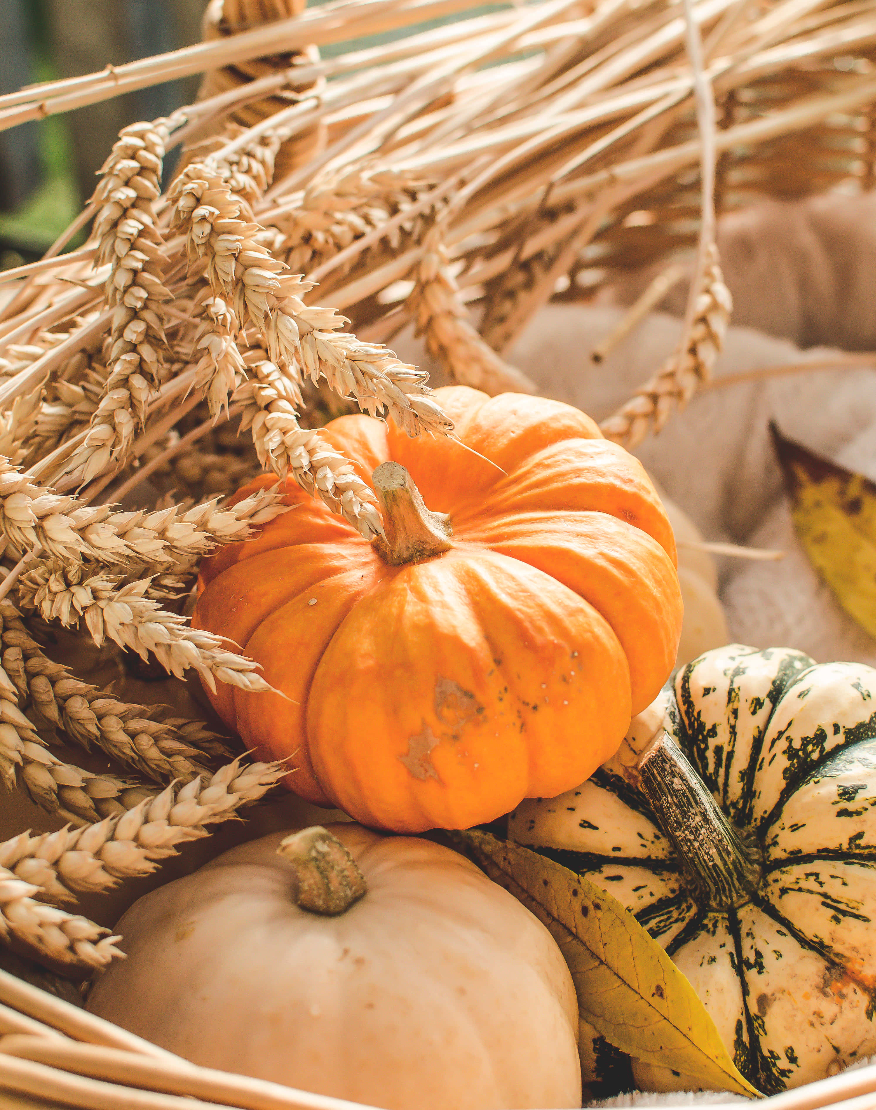 Una canasta llena de calabazas y trigo Fondos de pantalla