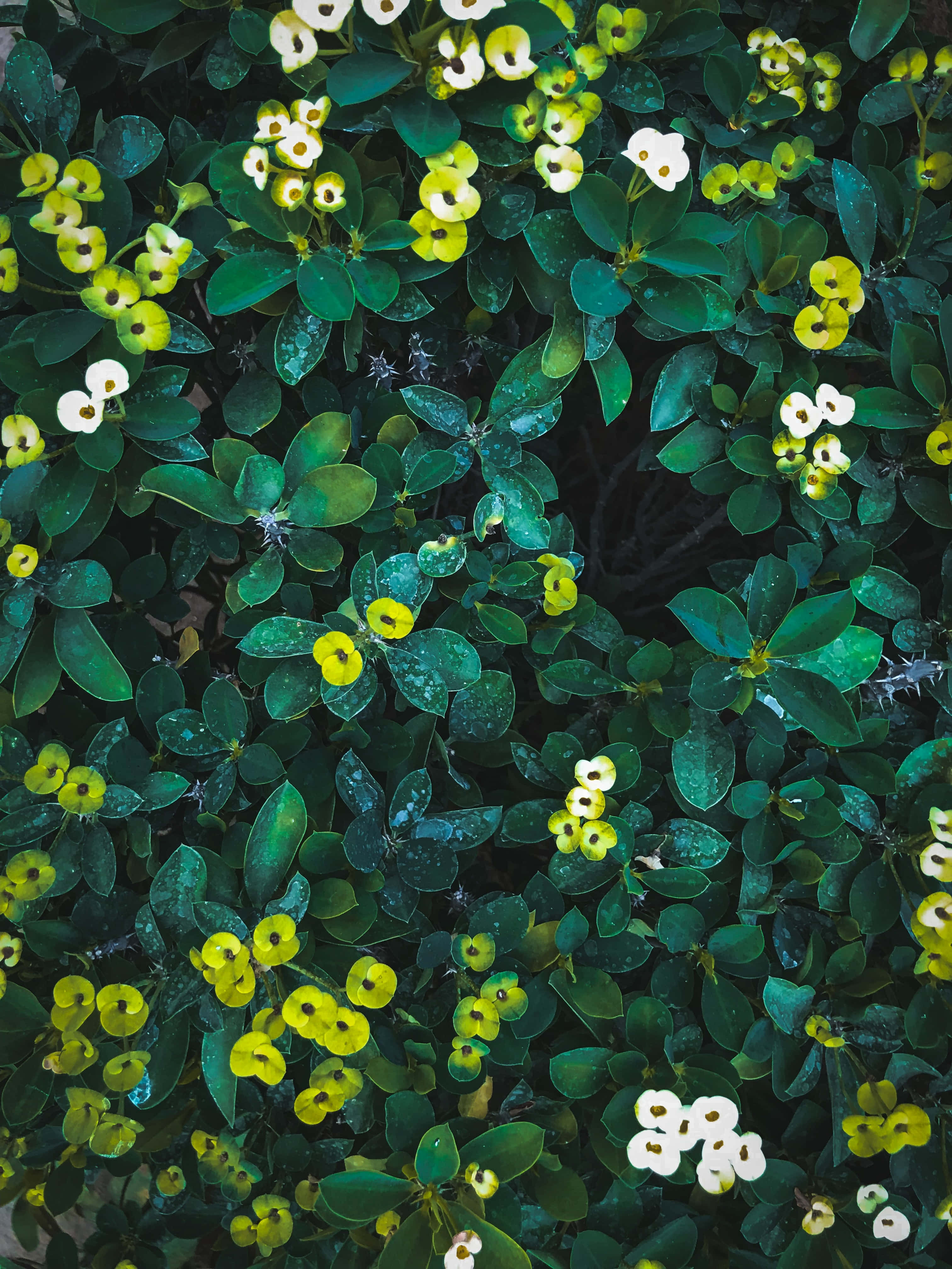 Una cautivadora flor verde en su entorno natural. Fondos de pantalla