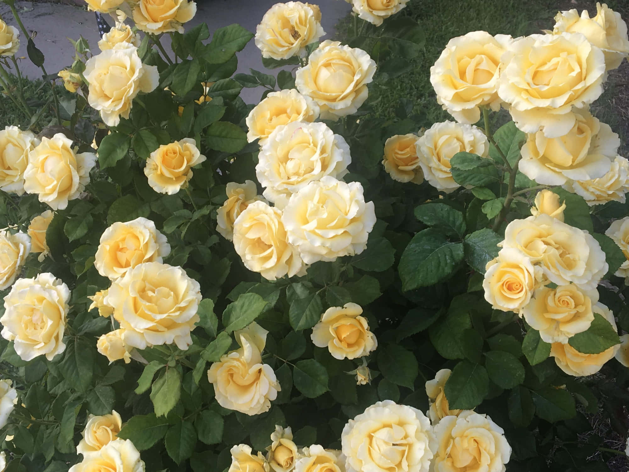 Una composición de margaritas vibrantes, orquídeas silvestres y rosas de verano Fondos de pantalla
