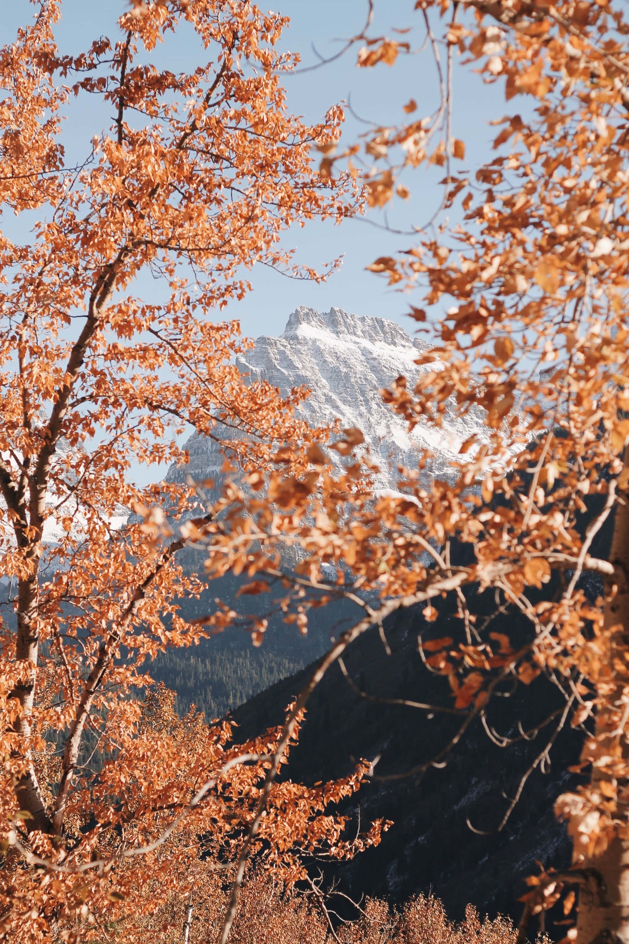 Una cordillera con árboles y montañas al fondo Fondos de pantalla