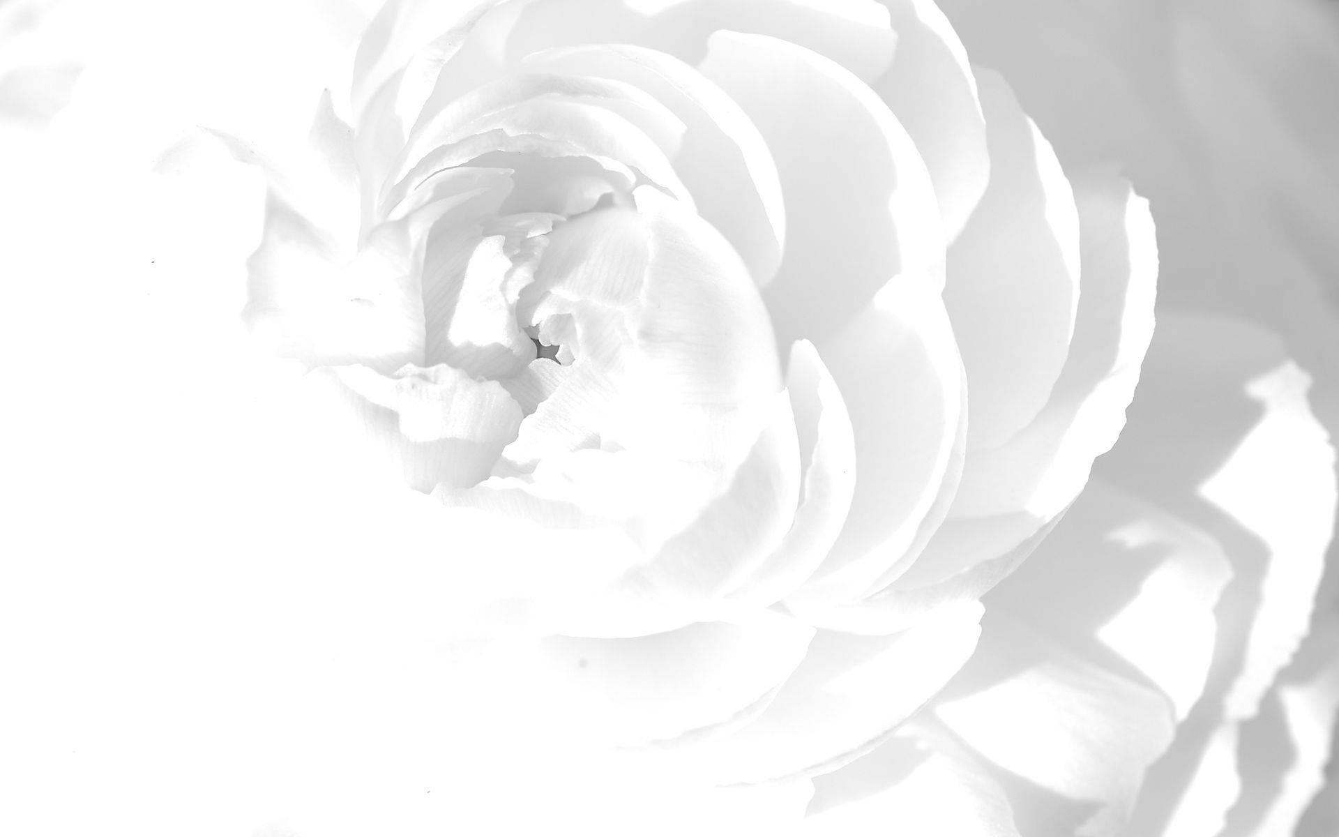 Una delicada exhibición de pétalos blancos. Fondos de pantalla