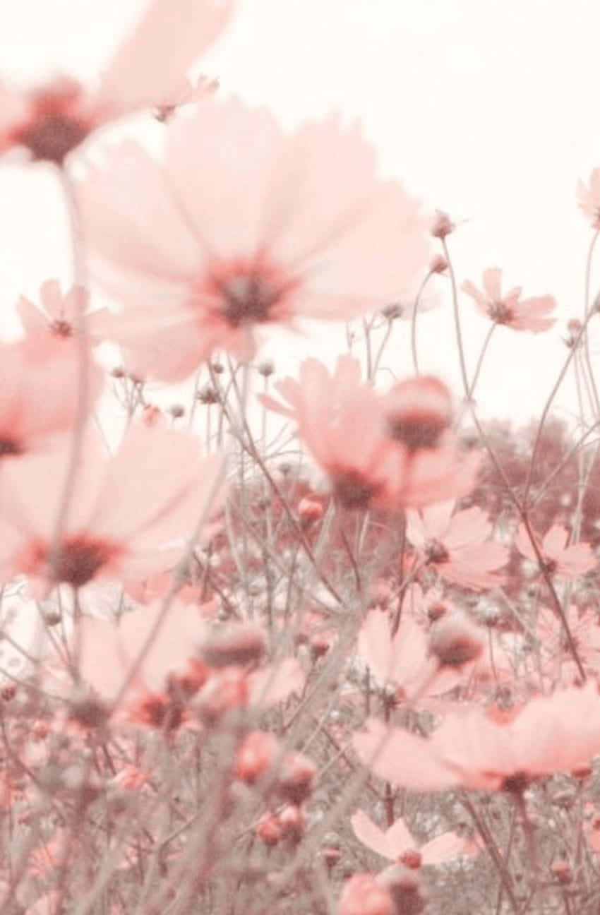 Una delicada flor rosa con sus pétalos suavemente extendidos bajo la luz del sol. Fondos de pantalla