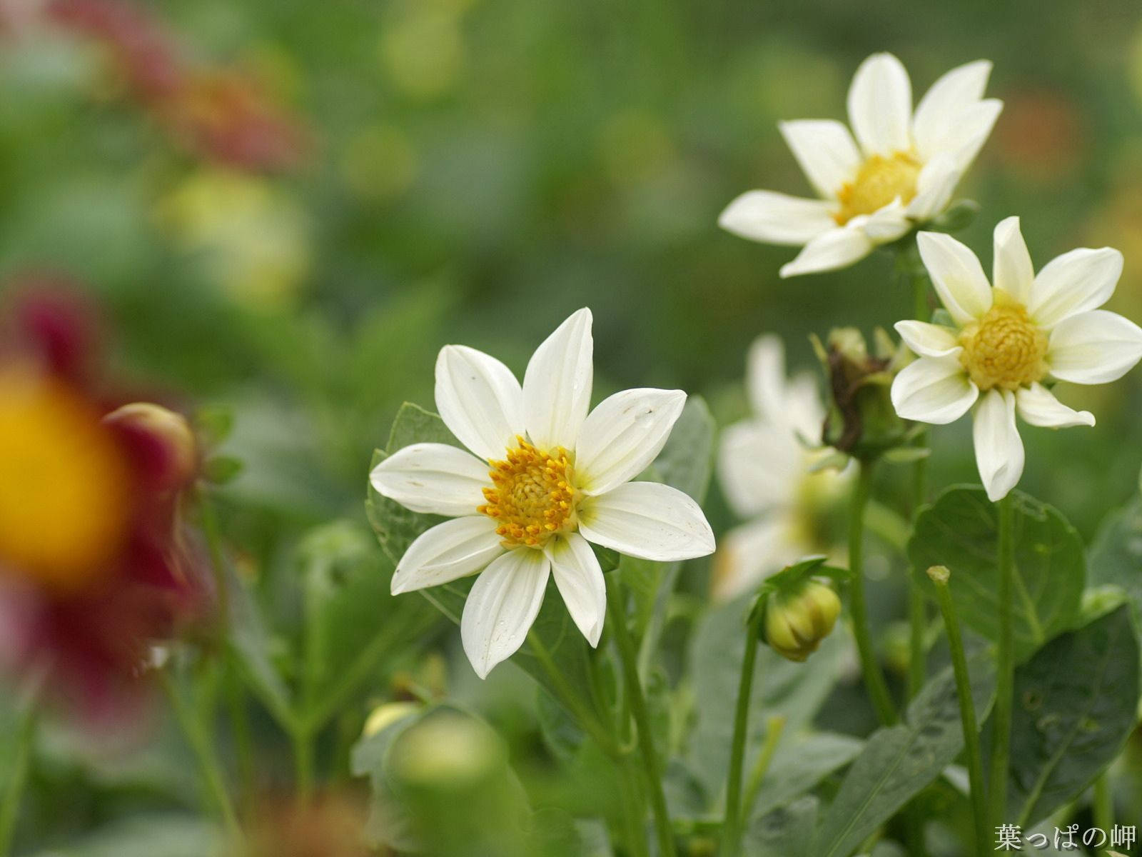 Fondo de pantalla de pequeñas flores blancas en un jardín.