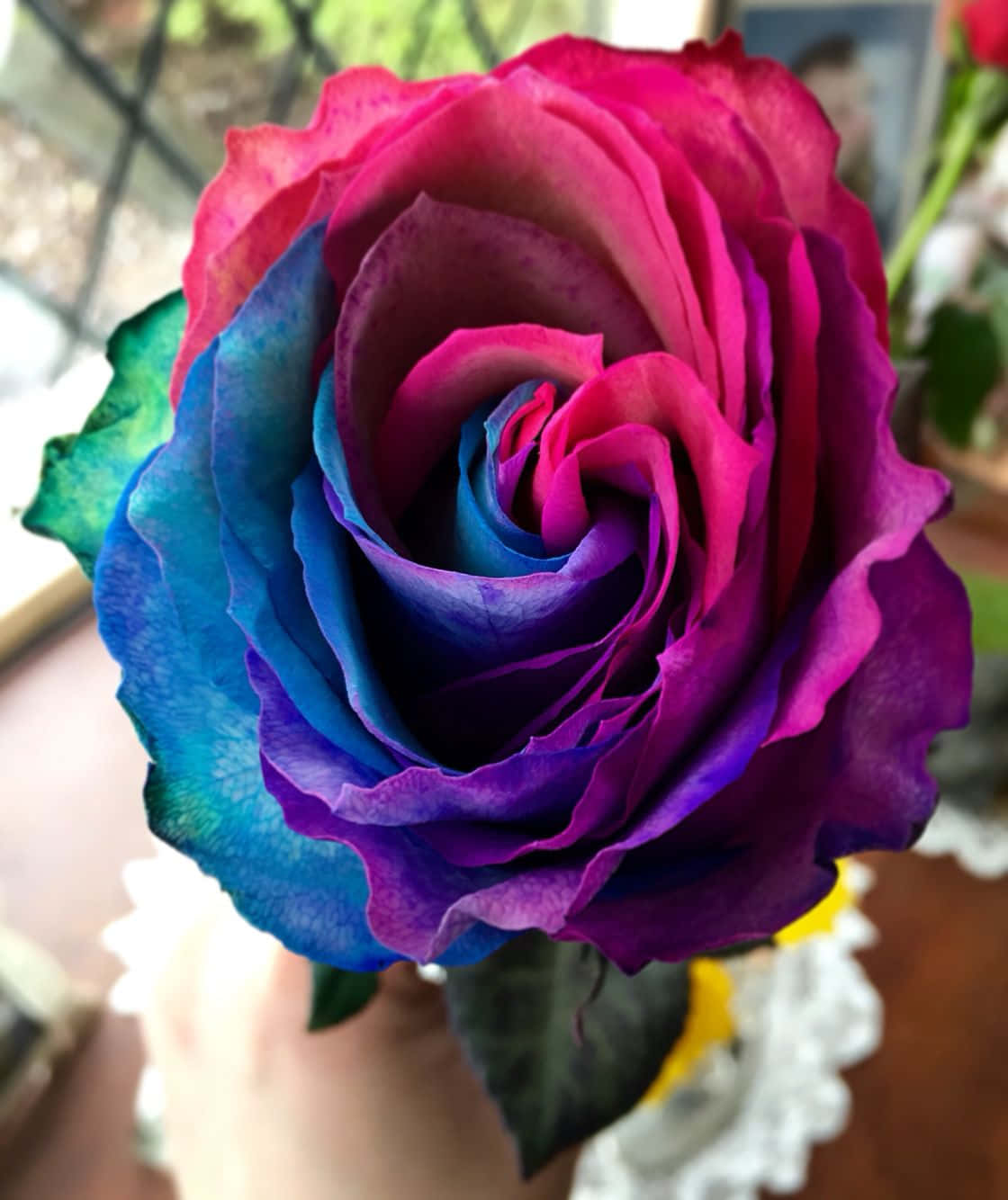 Una delicada flor de rosa con pétalos hermosos Fondos de pantalla
