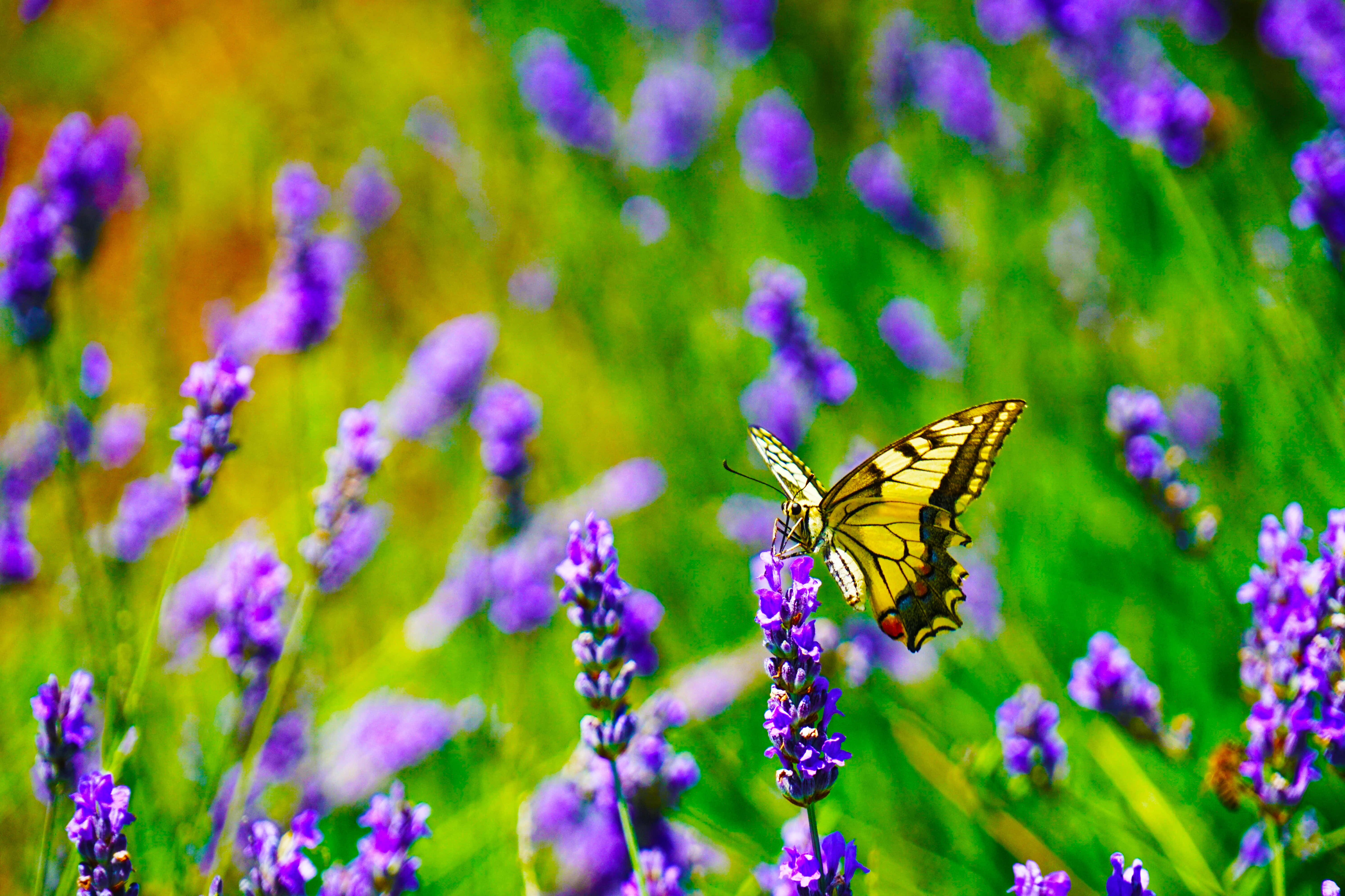 Una delicada mariposa posada sobre pétalos coloridos Fondos de pantalla