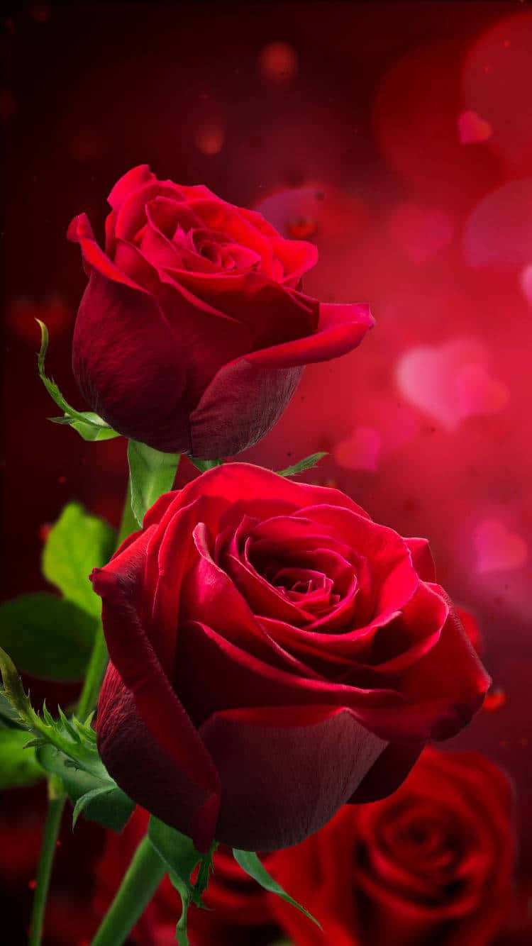 Una delicada rosa rosa en floración. Fondos de pantalla