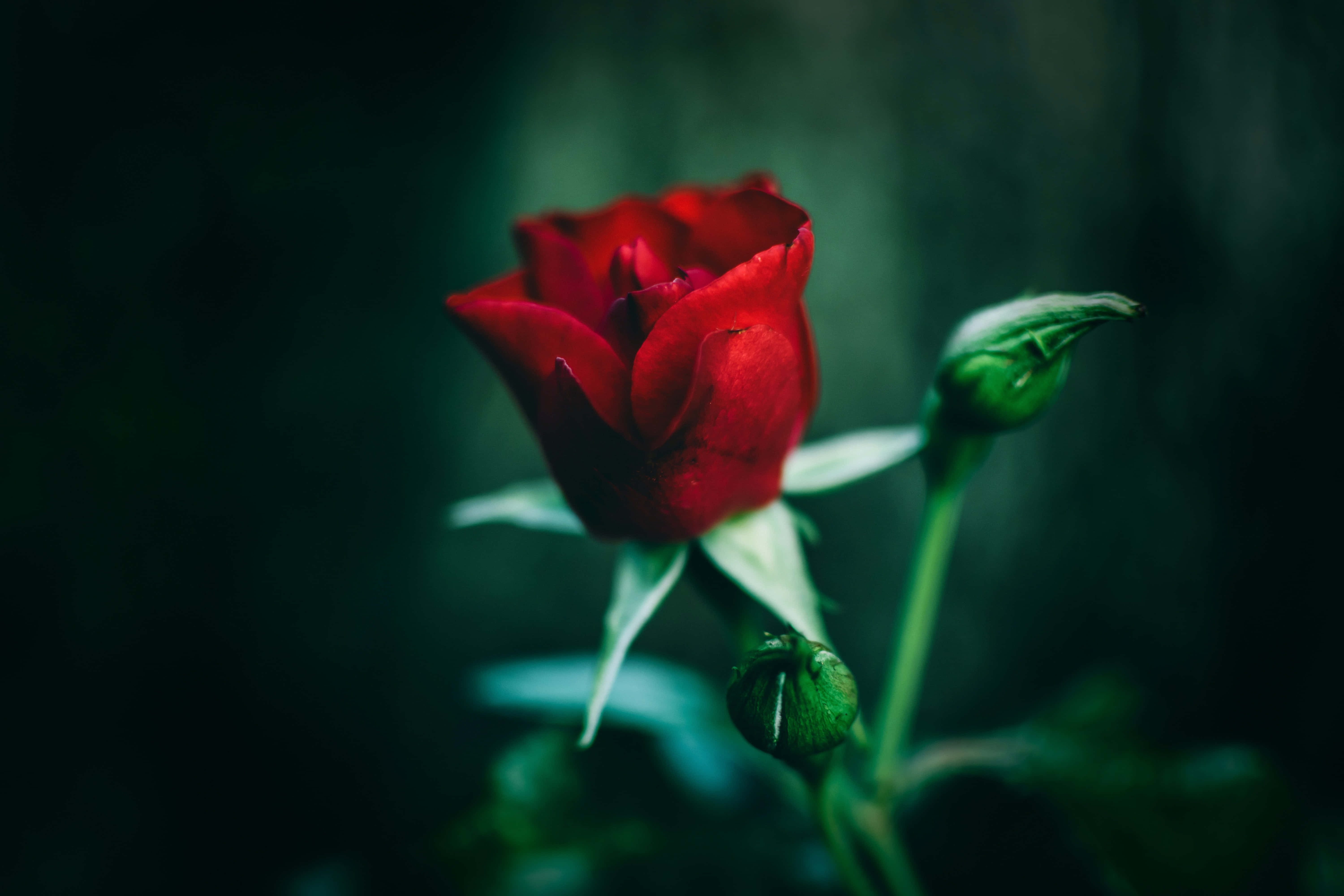 Una delicada rosa rosa en flor Fondos de pantalla