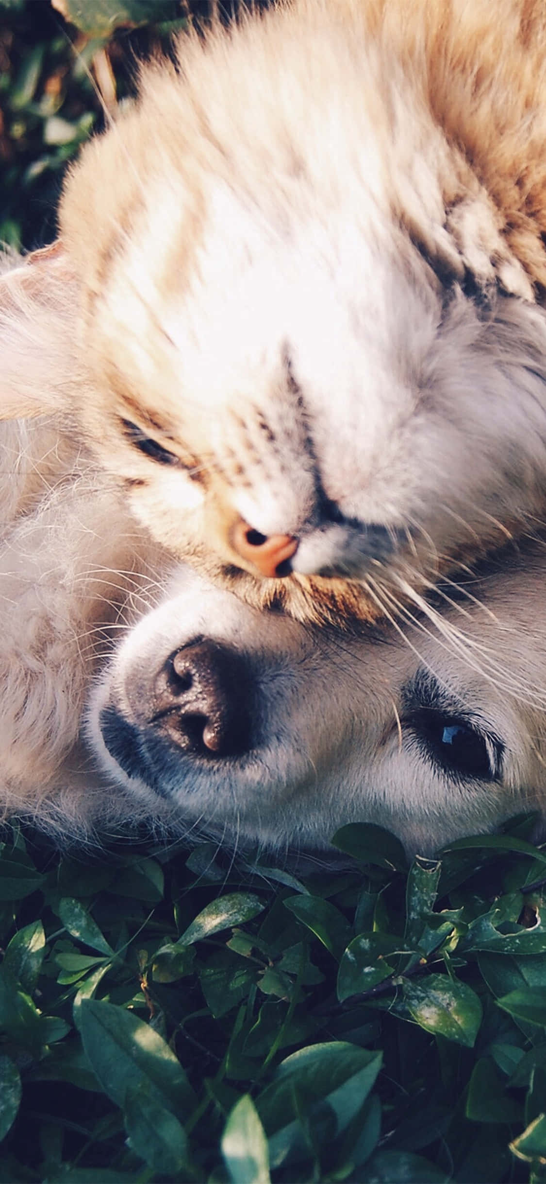 Una dulce y tierna mamá osa con su pequeño cachorro - un momento tierno de amor puro Fondos de pantalla