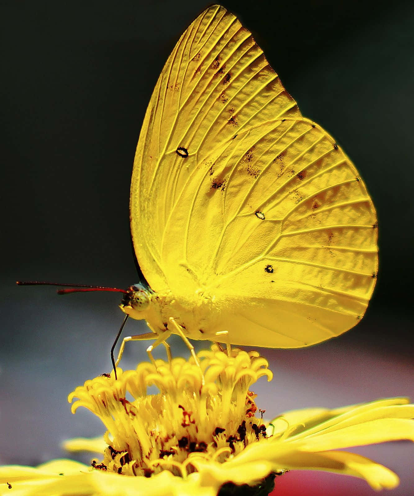 Una elegante mariposa amarilla toma el sol Fondos de pantalla