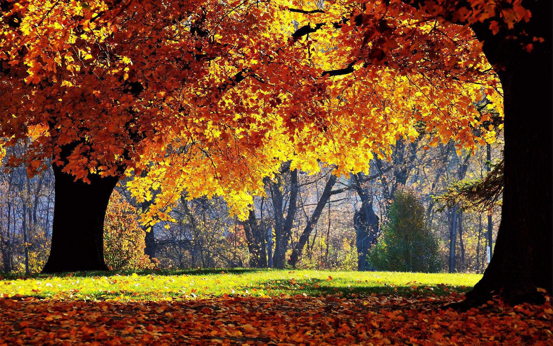 Una encantadora vista de árboles naranjas durante el otoño Fondos de pantalla