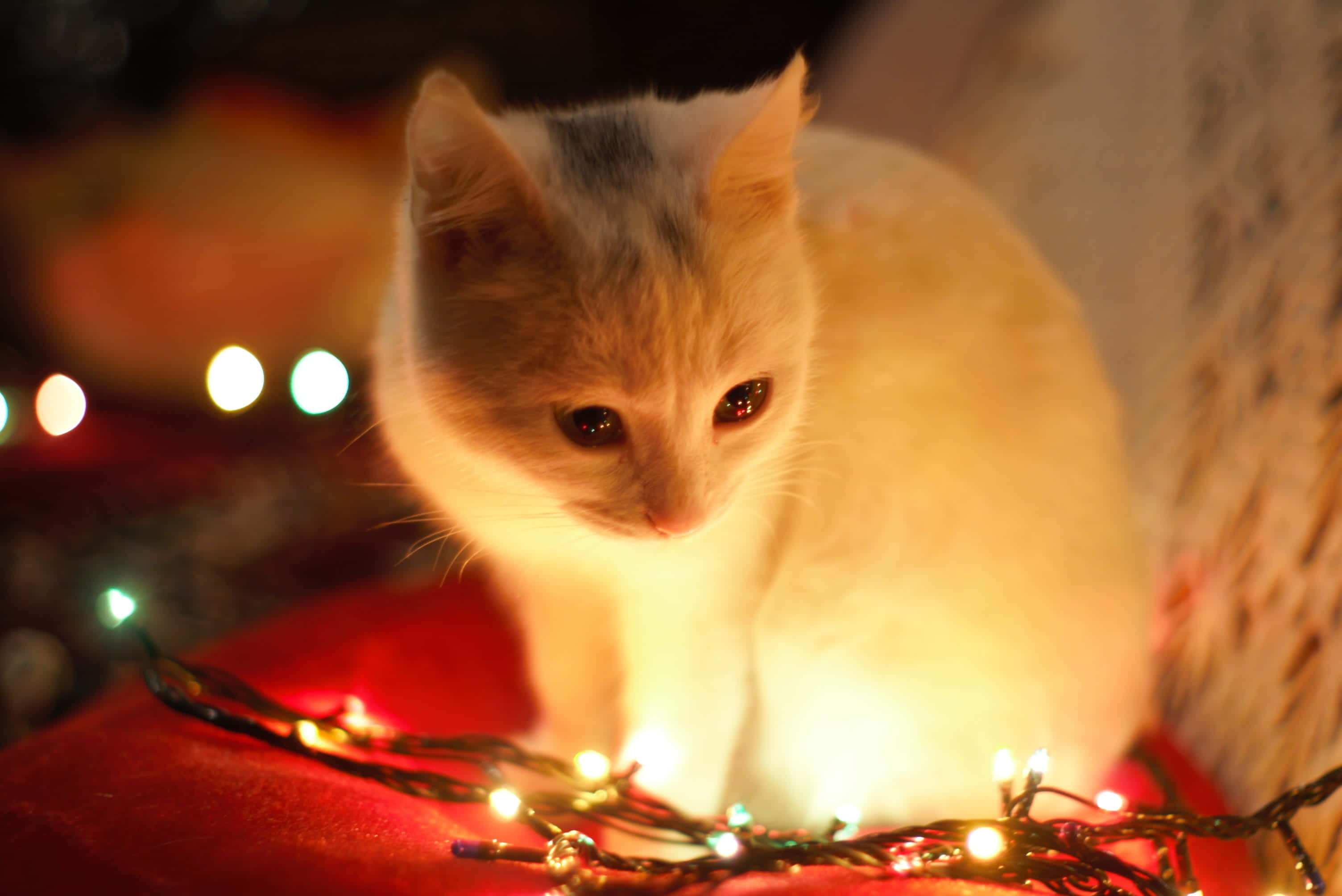 Una estética festiva navideña con regalos, luces y un ambiente acogedor Fondos de pantalla