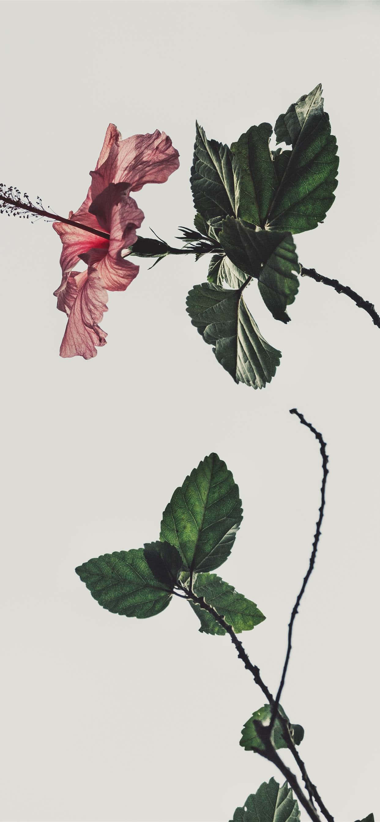 Una estética rosa y blanca de ensueño Fondos de pantalla
