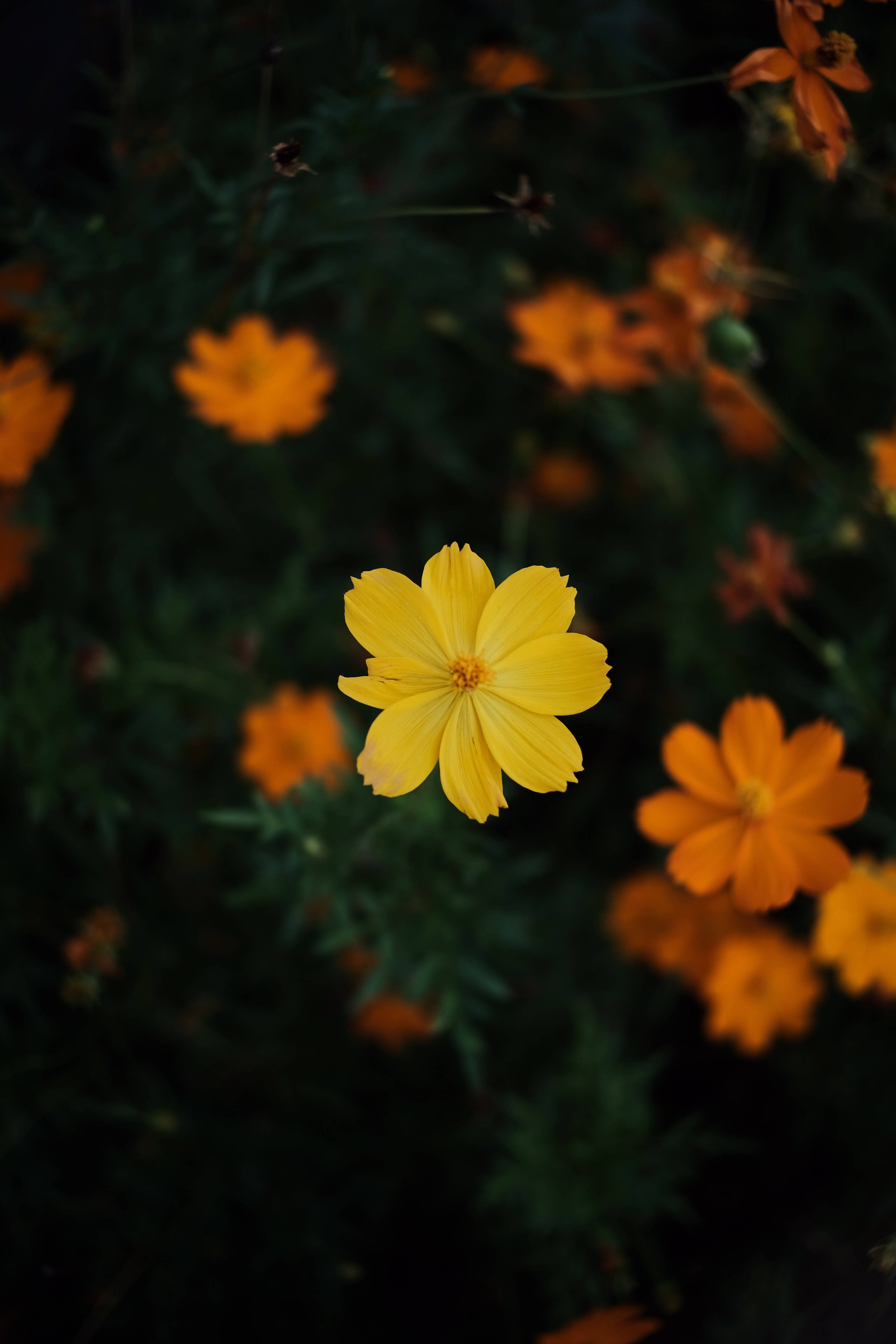 Una exhibición colorida y vibrante de flores cósmicas sobre un fondo profundo y tenue Fondos de pantalla