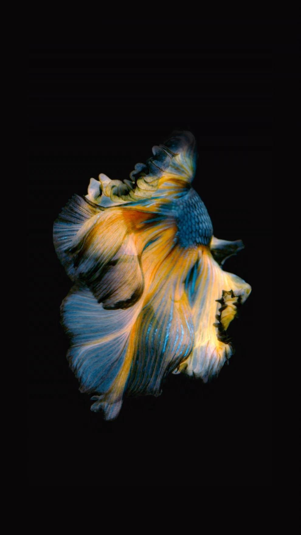 Una Experiencia Visual Increíble con el iPhone 11 Fondos de pantalla