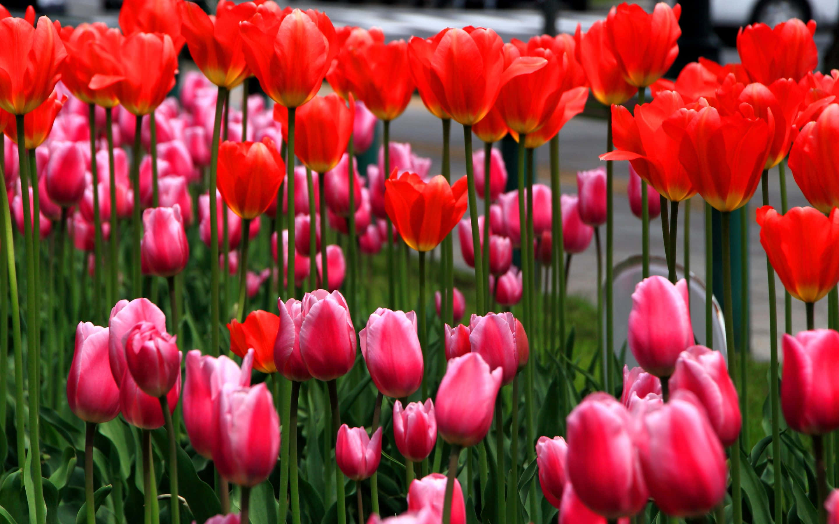 una fila de tulipanes Fondos de pantalla
