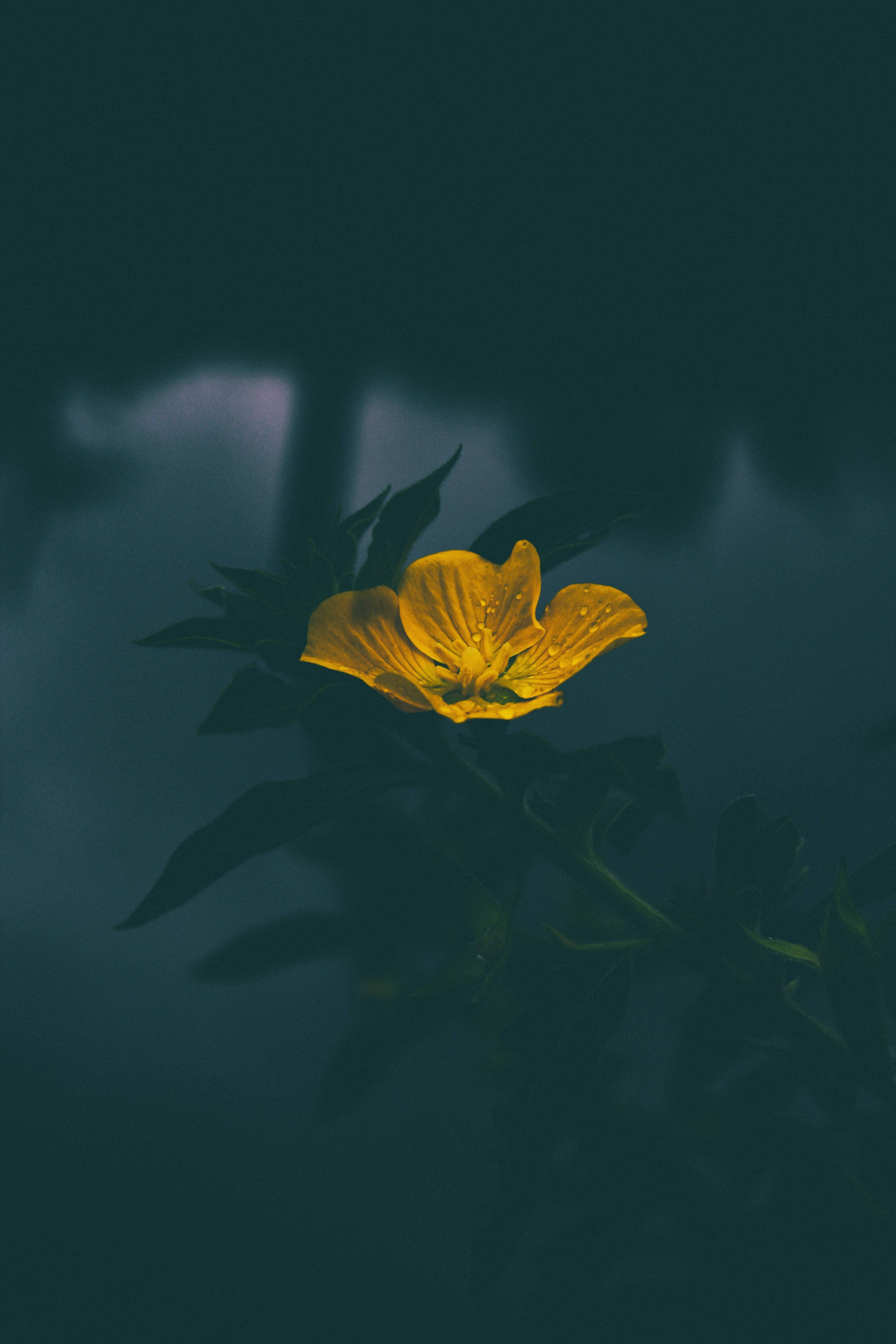 Una flor amarilla brillante y alegre contra un fondo gris borroso. Fondos de pantalla