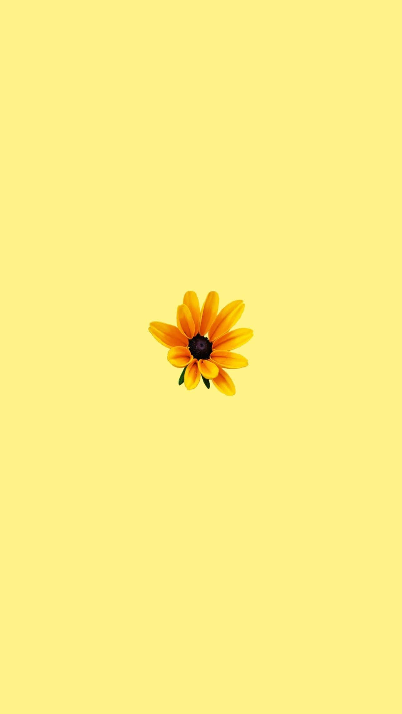 una flor amarilla sobre fondo amarillo Fondos de pantalla