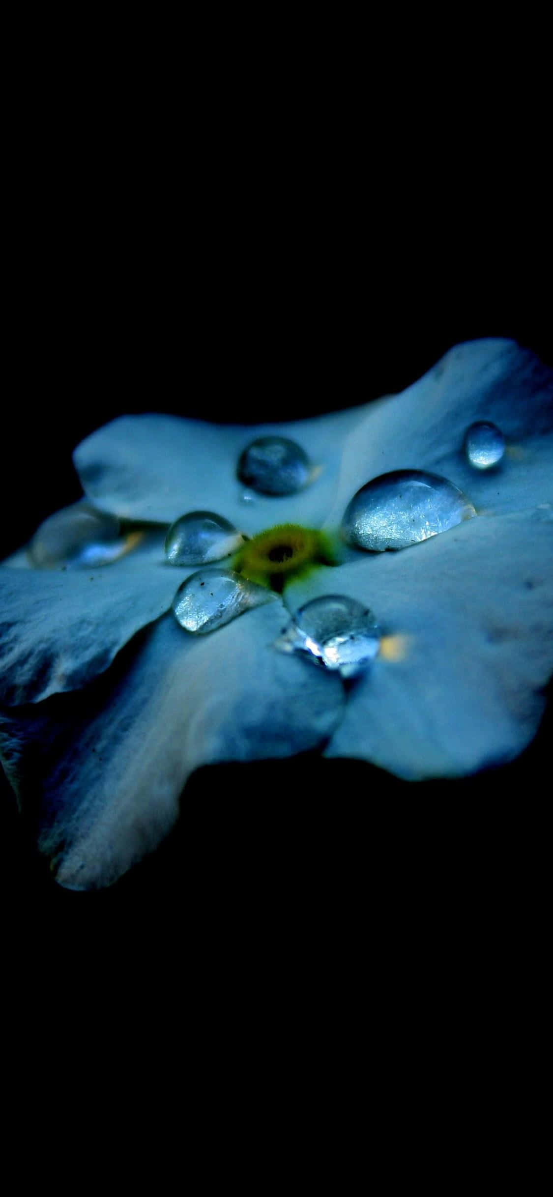 una flor azul con gotas de agua sobre ella Fondos de pantalla