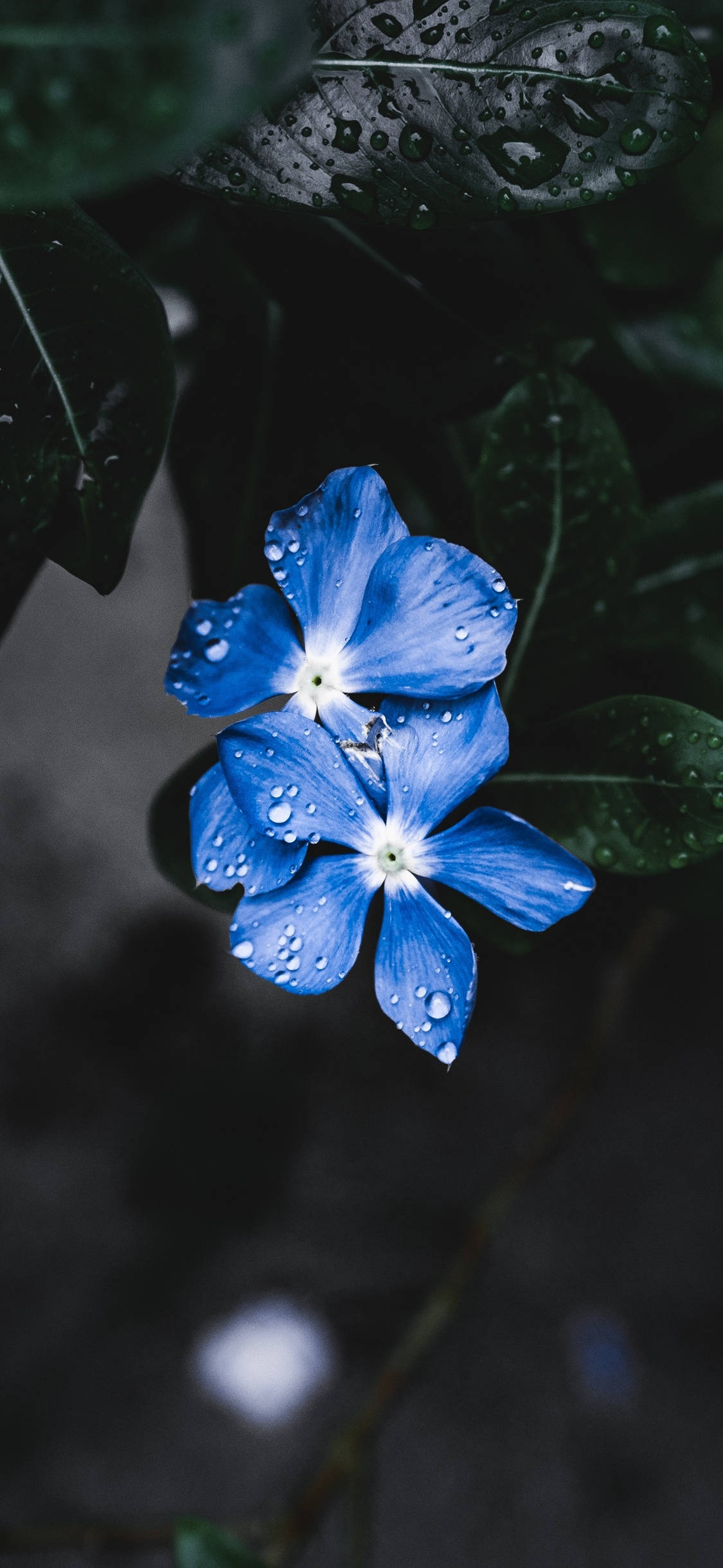 Una flor azul con gotas de agua sobre ella Fondos de pantalla