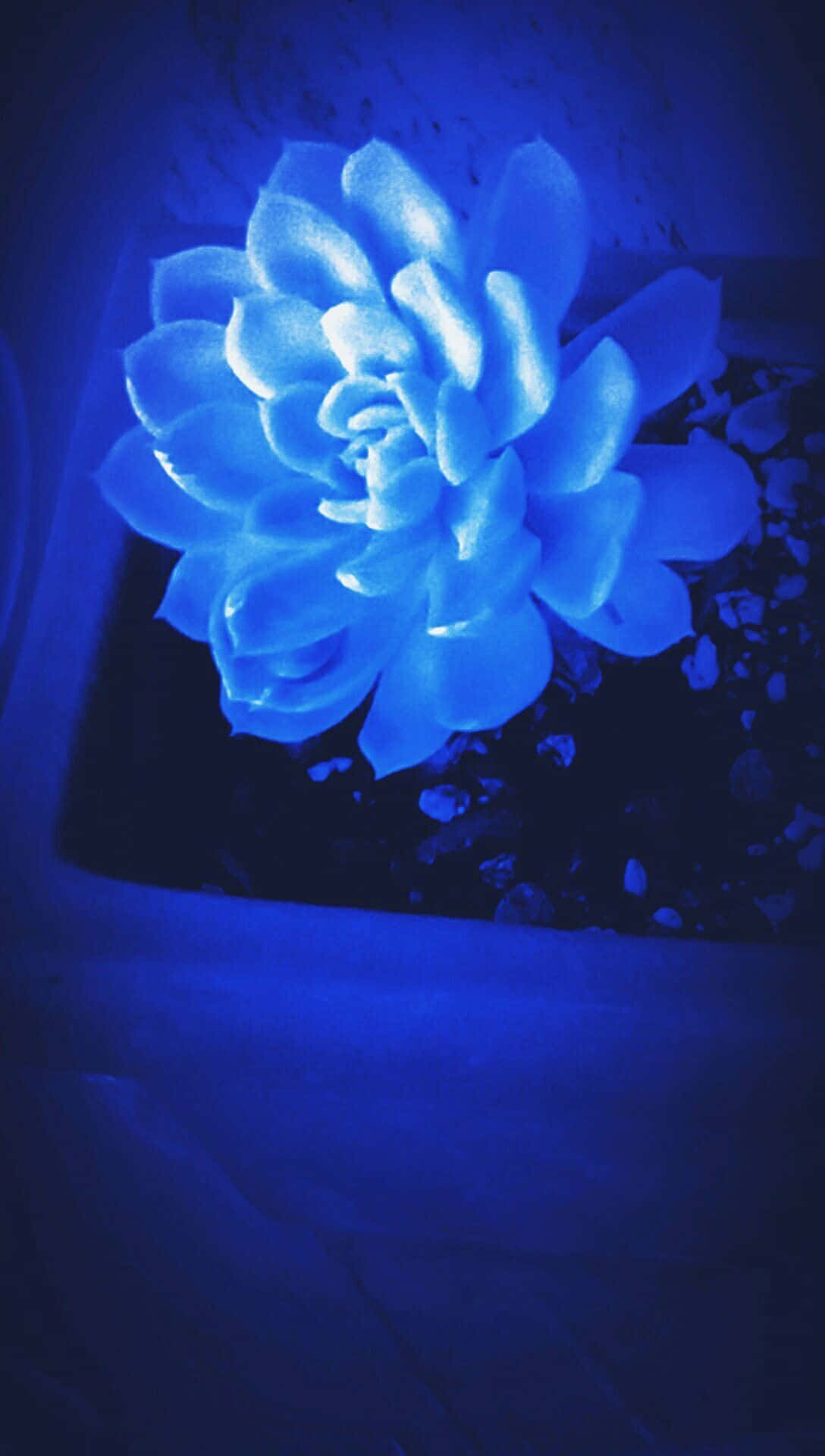 una flor azul en una maceta Fondos de pantalla