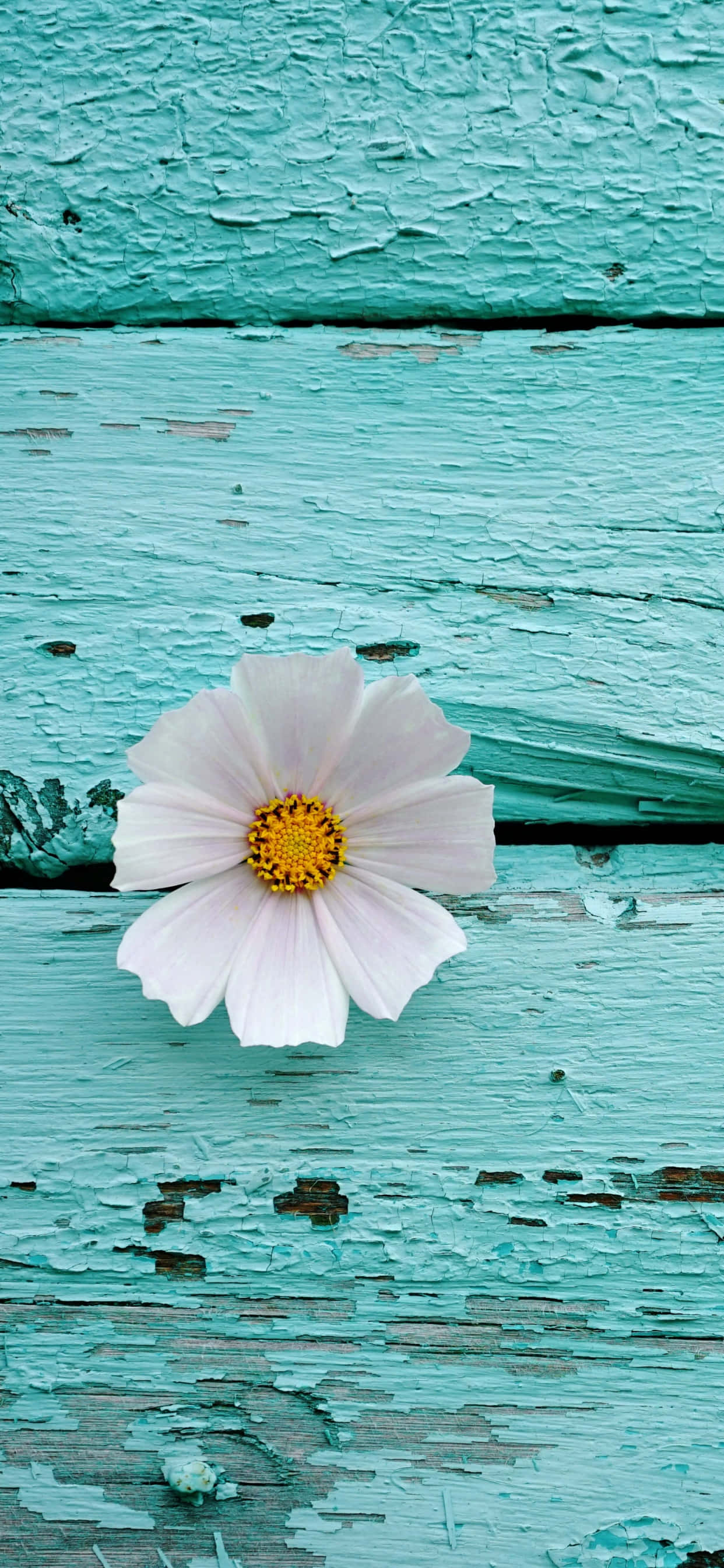 Una flor blanca sobre una superficie de madera turquesa Fondos de pantalla