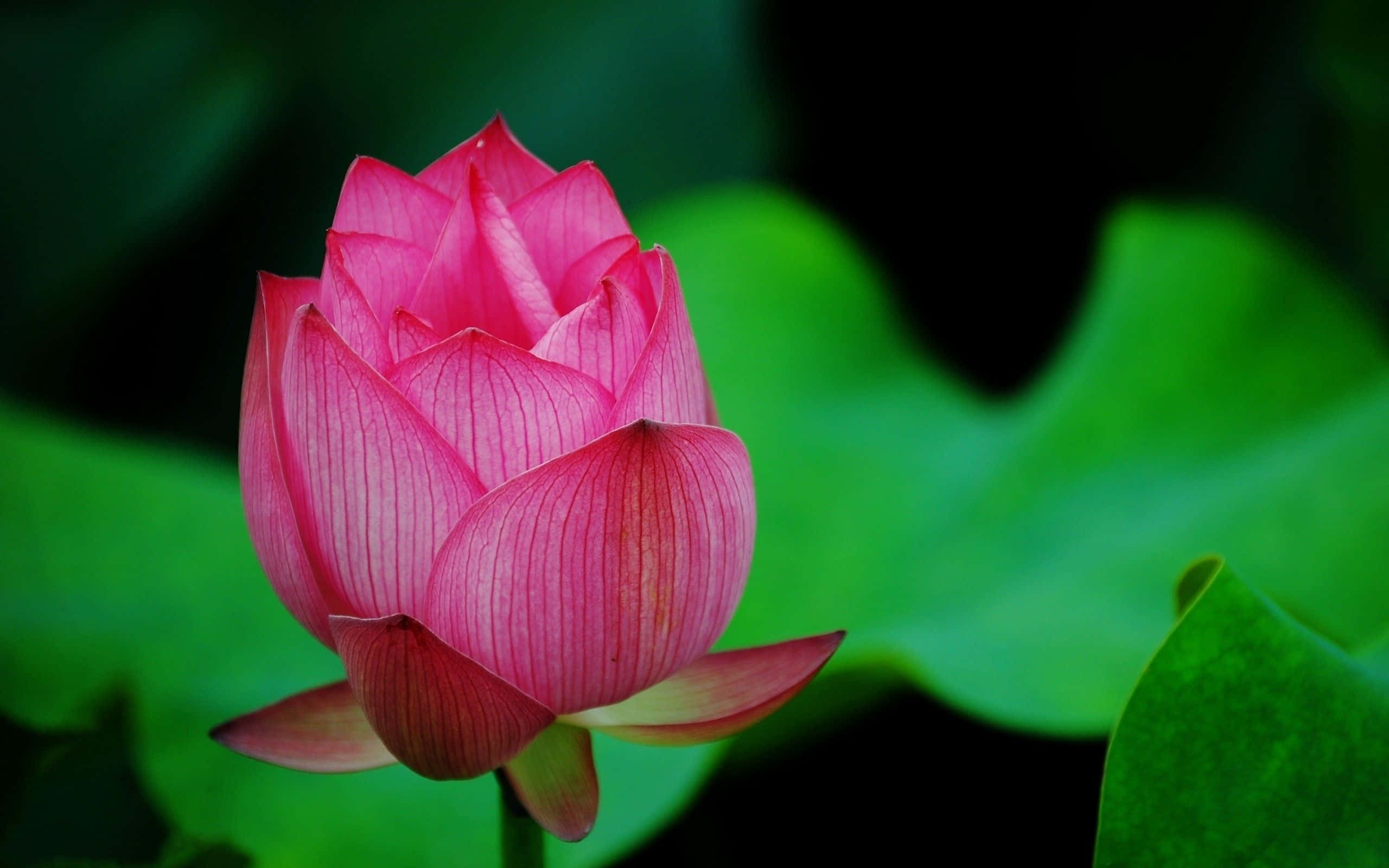 Una Flor de Loto Fresca Floreciendo en el Arroyo Fondos de pantalla