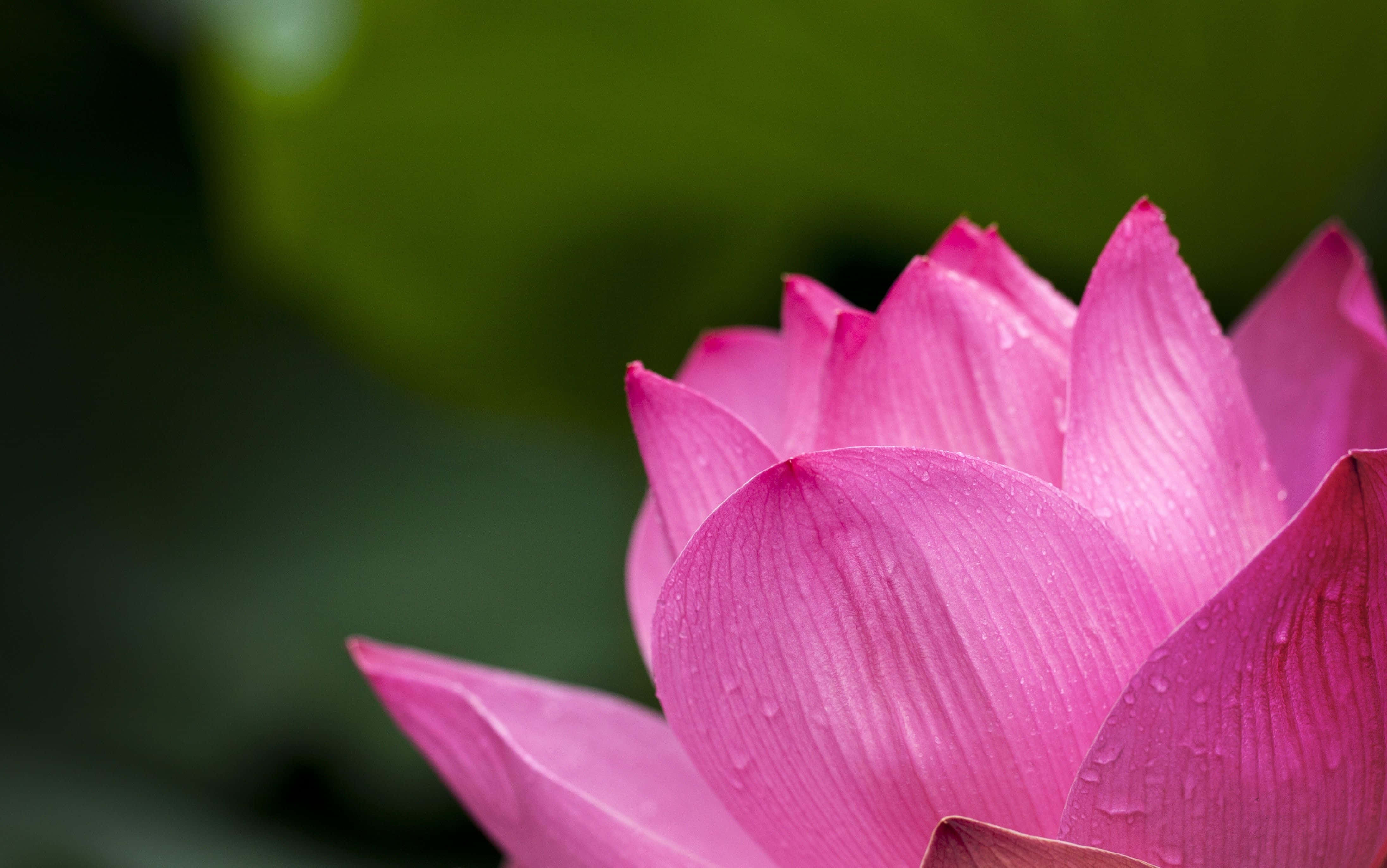 una flor de loto rosa con gotas de agua sobre ella Fondos de pantalla