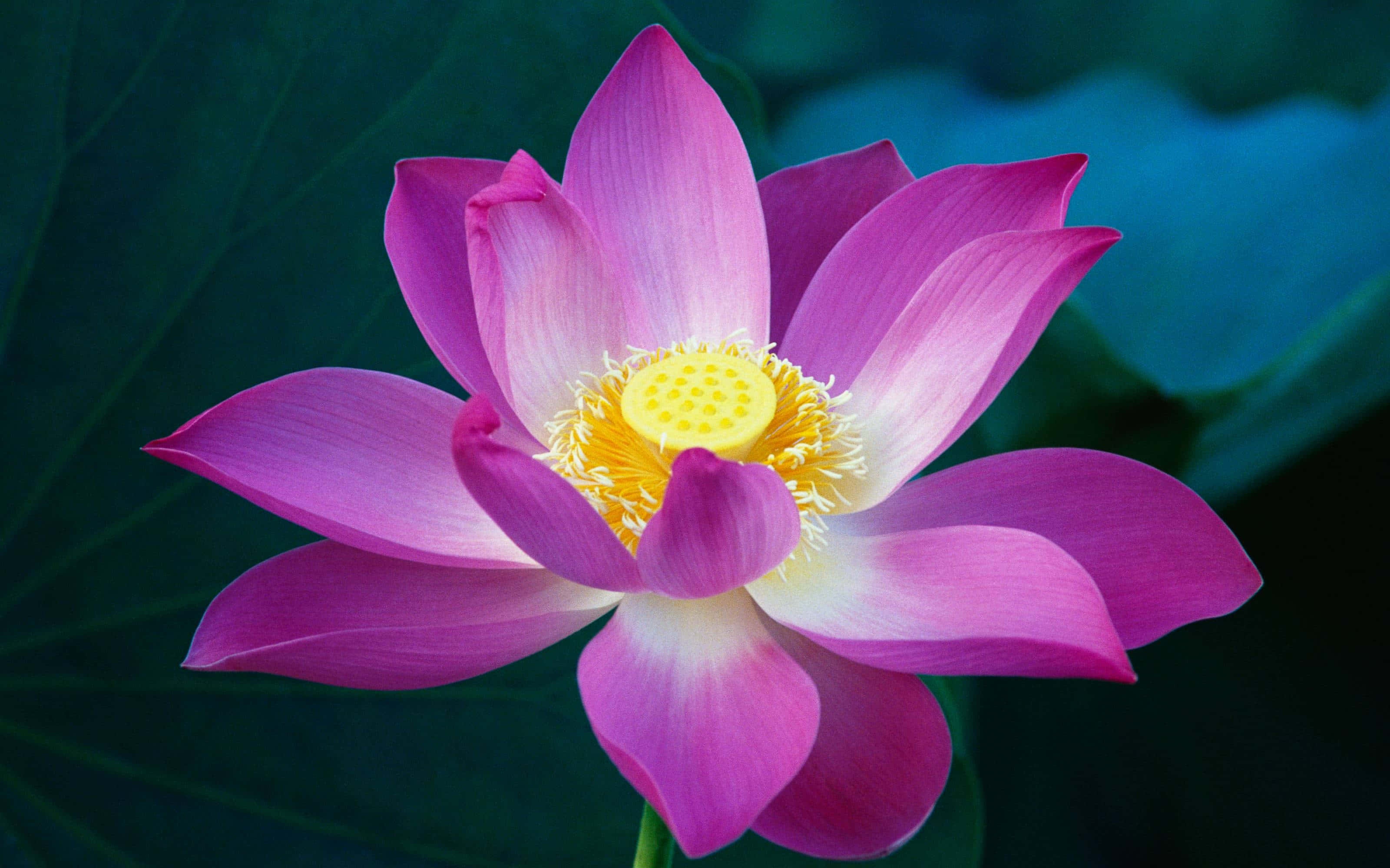 una flor de loto rosa con hojas verdes Fondos de pantalla