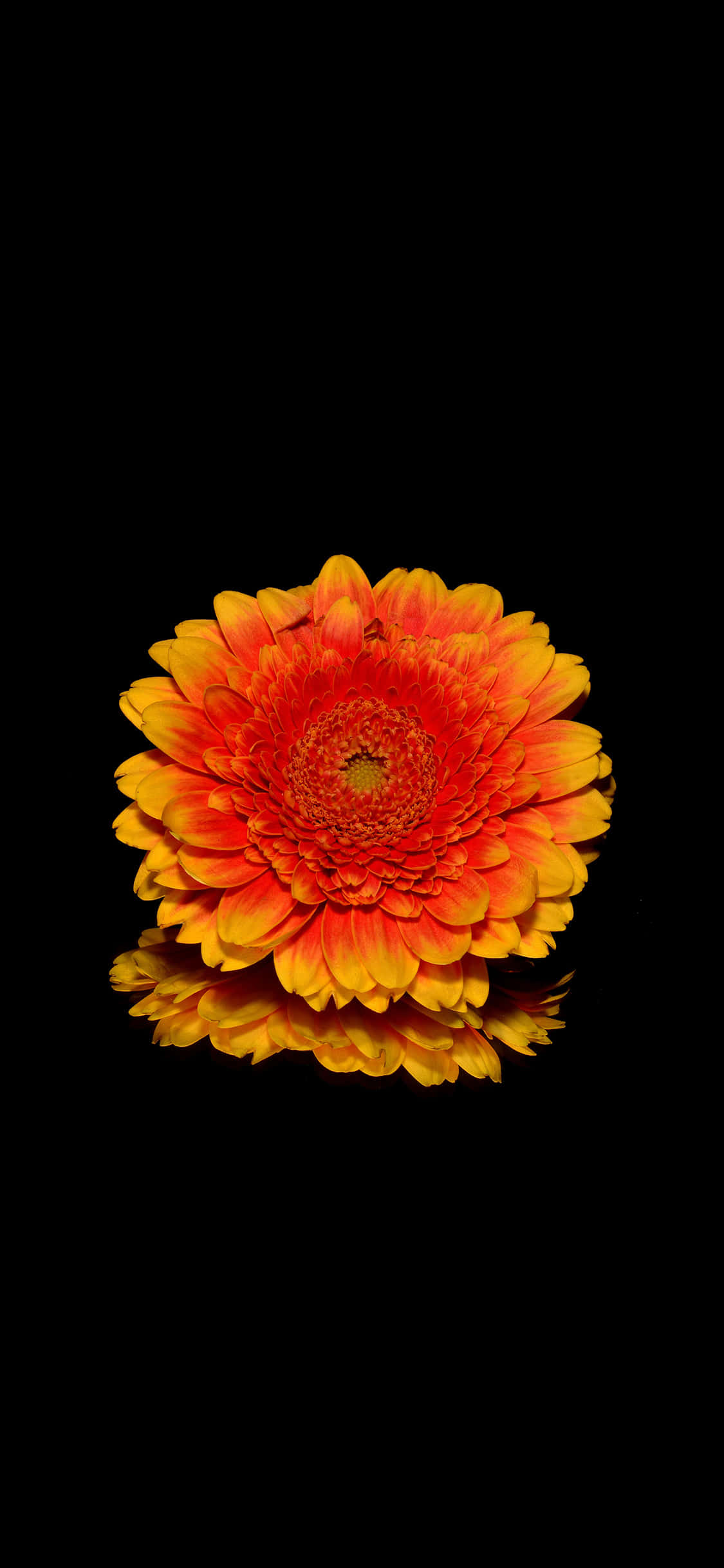 una flor está en el agua Fondos de pantalla