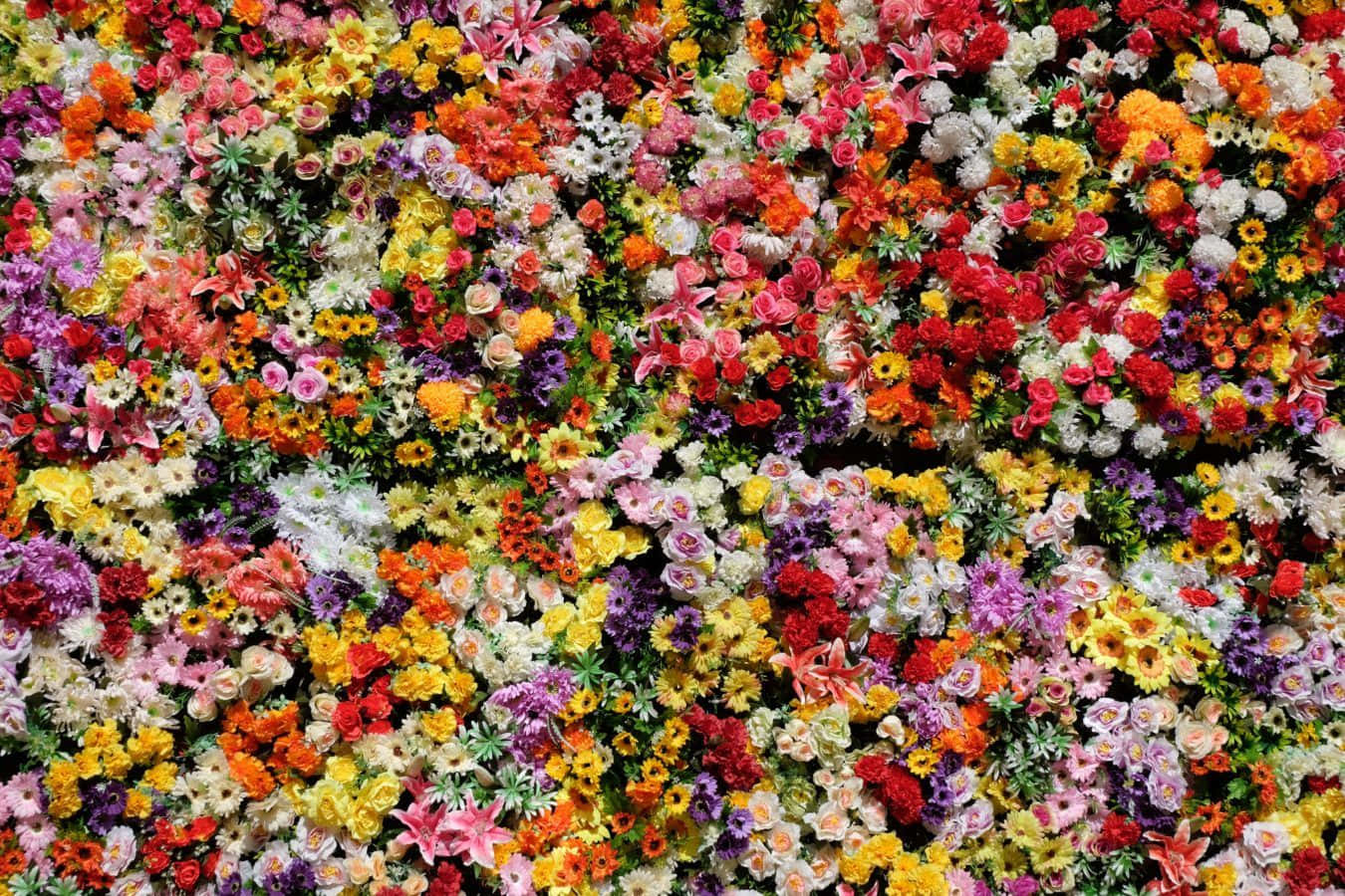 Una flor impresionantemente hermosa Fondos de pantalla