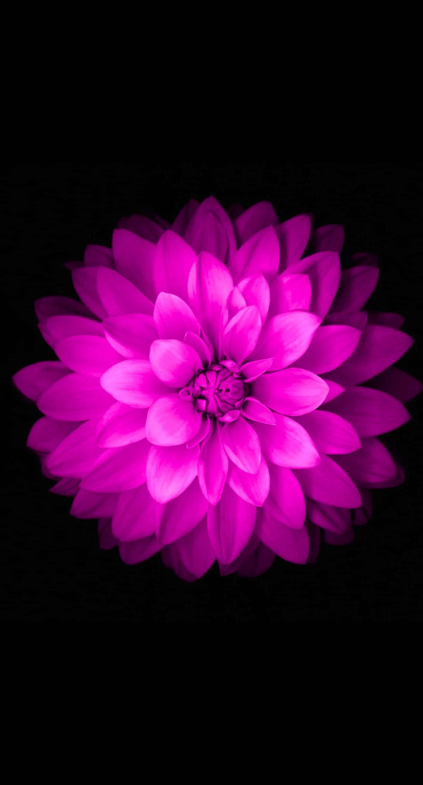 una flor morada sobre un fondo negro Fondos de pantalla