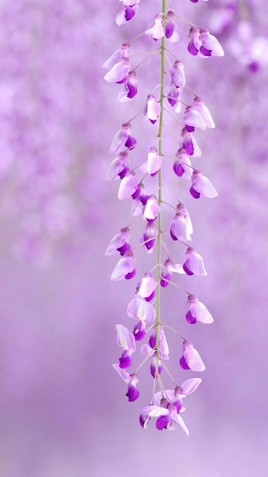 una flor morada colgando de una rama Fondos de pantalla