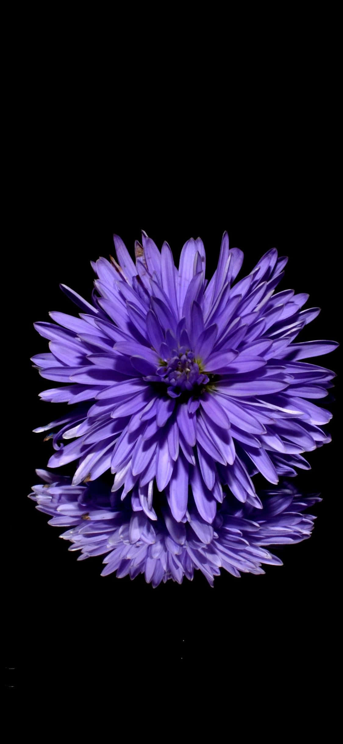 Una flor morada reflejada en una superficie negra Fondos de pantalla