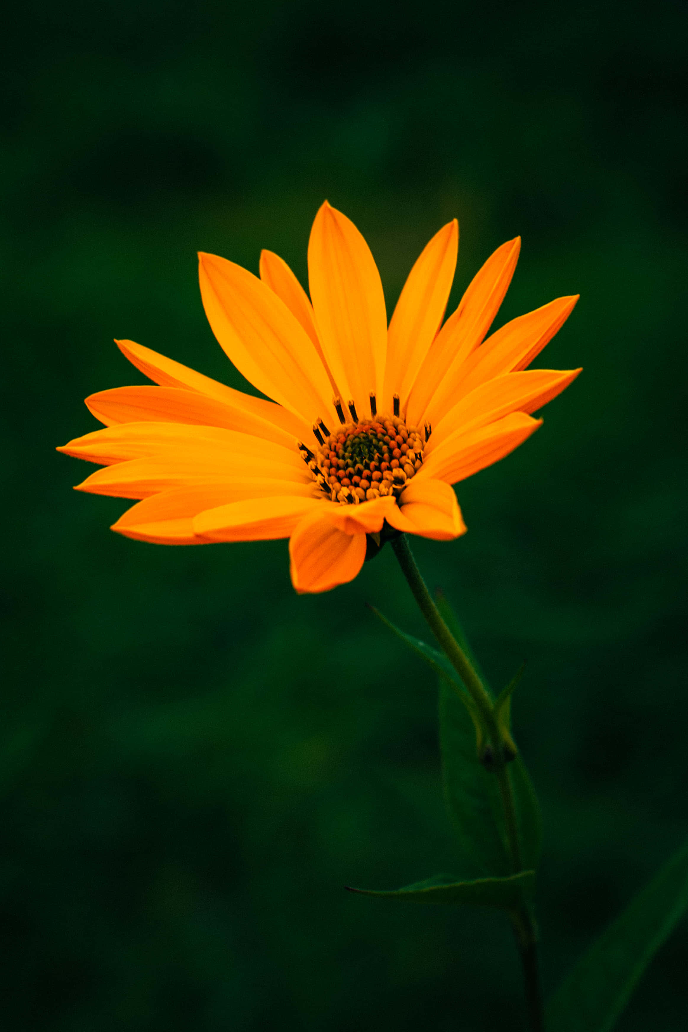Una flor naranja sobre fondo oscuro Fondos de pantalla