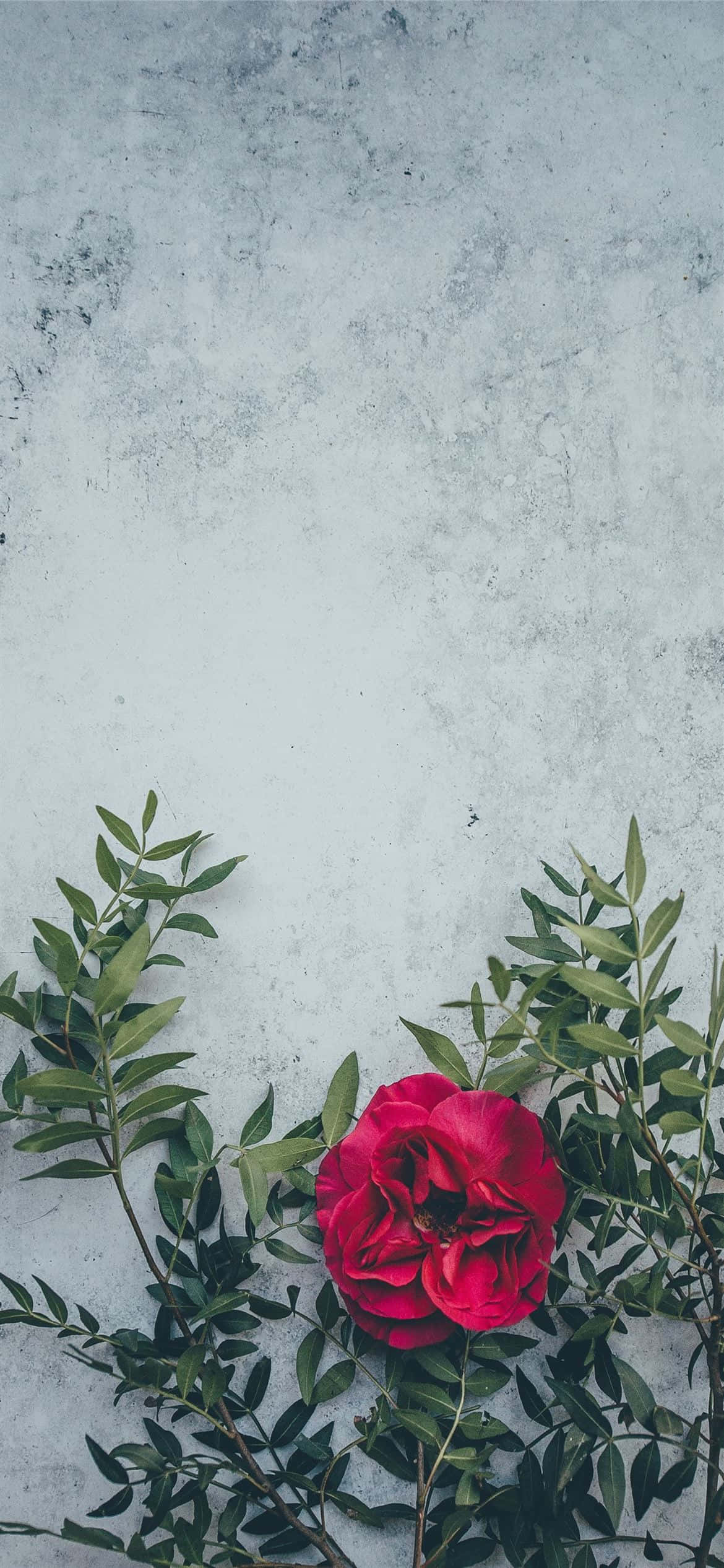 Una flor roja vibrante que florece a la vida Fondos de pantalla