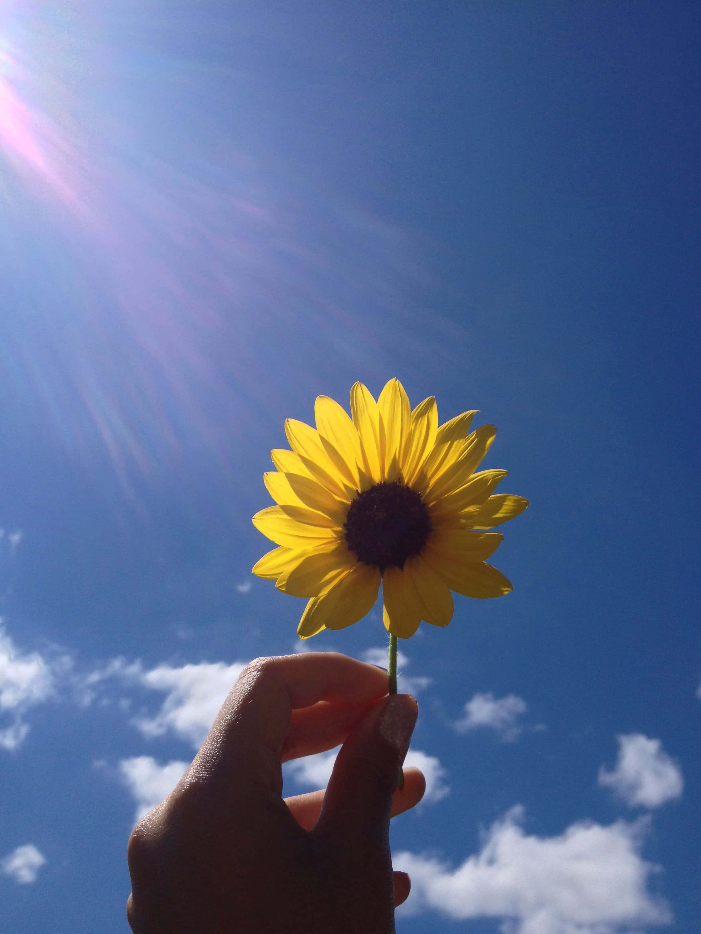 Una flor rosa estética y serena Fondos de pantalla