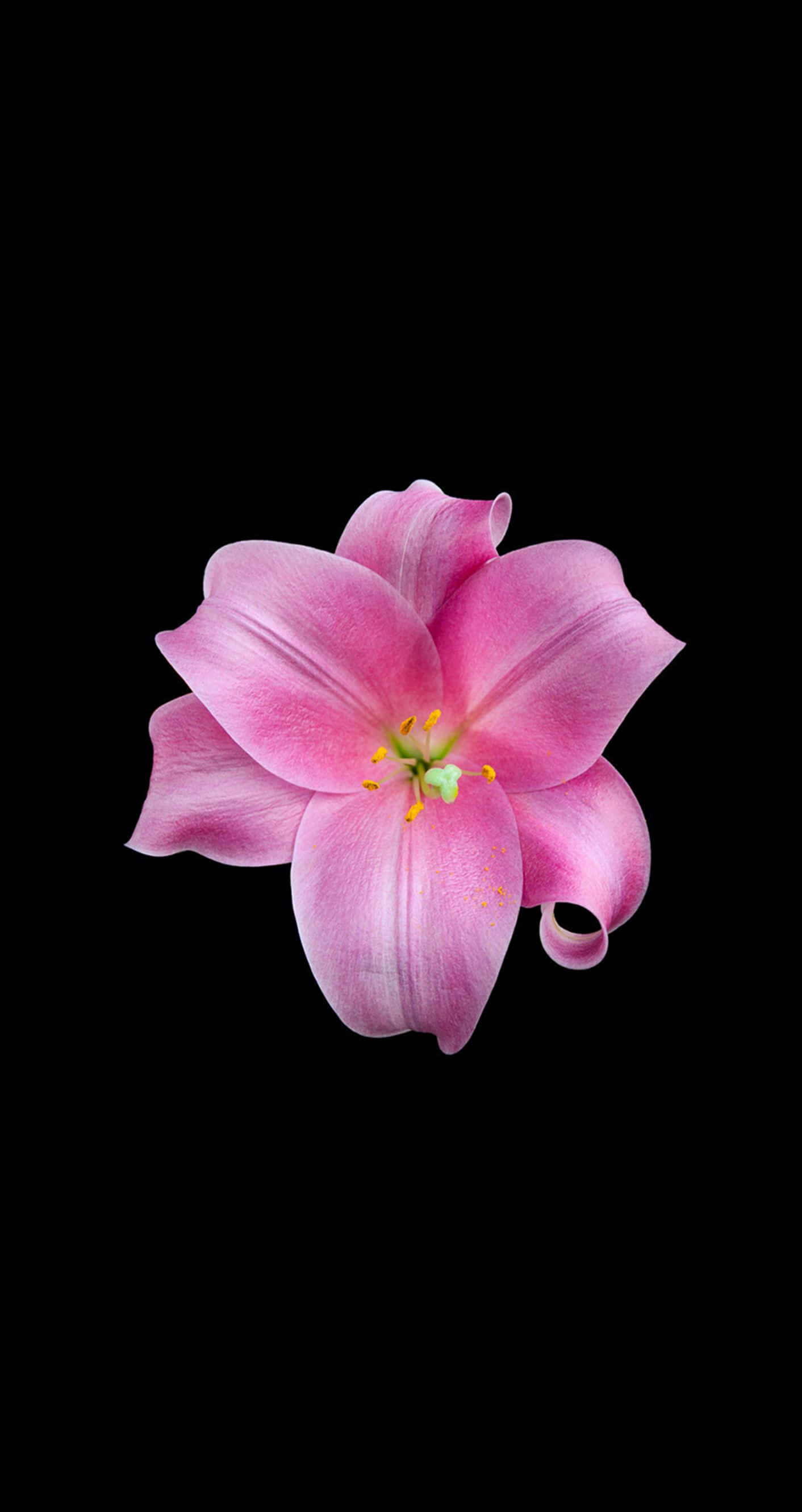 una flor rosa sobre un fondo negro Fondos de pantalla
