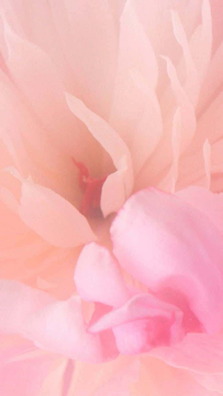Una flor rosa suave y hermosa sobre un fondo verde Fondos de pantalla