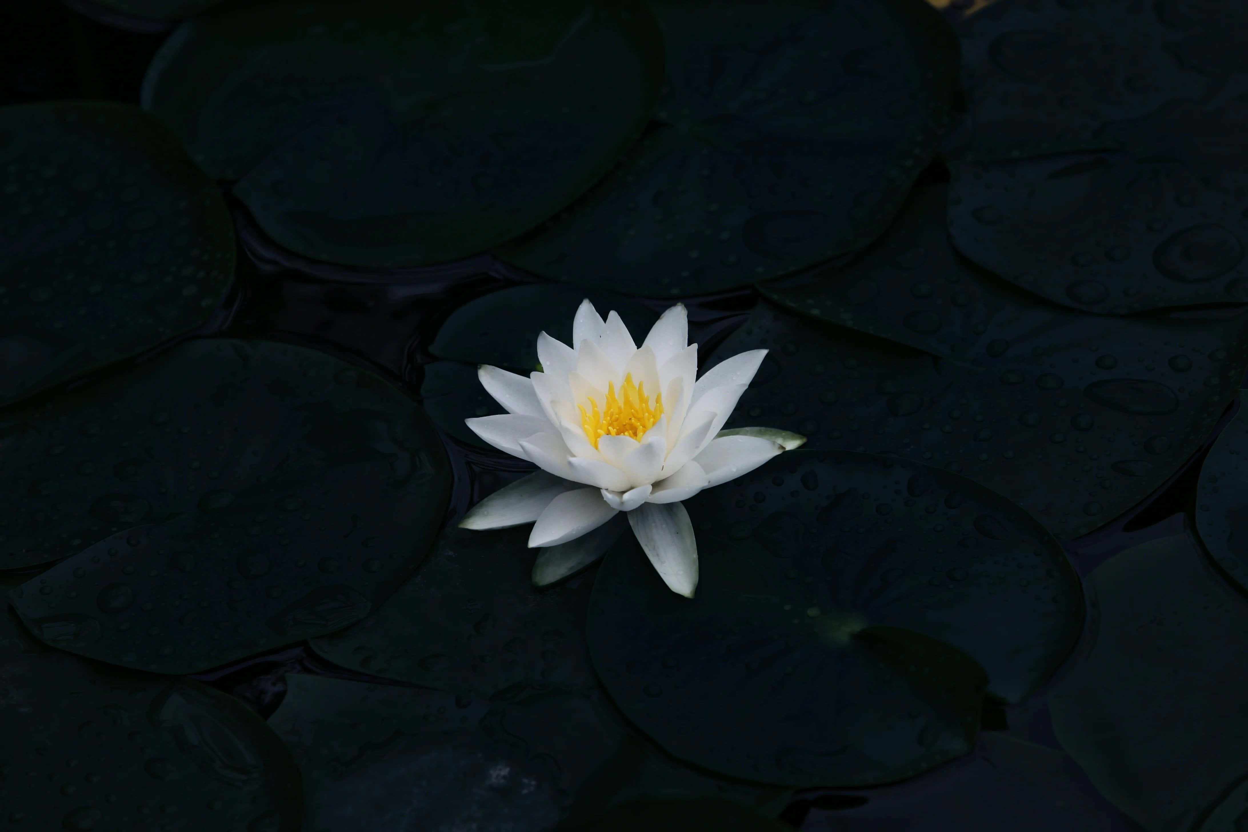 Una flor vibrante de color rosa y morado en plena floración. Fondos de pantalla