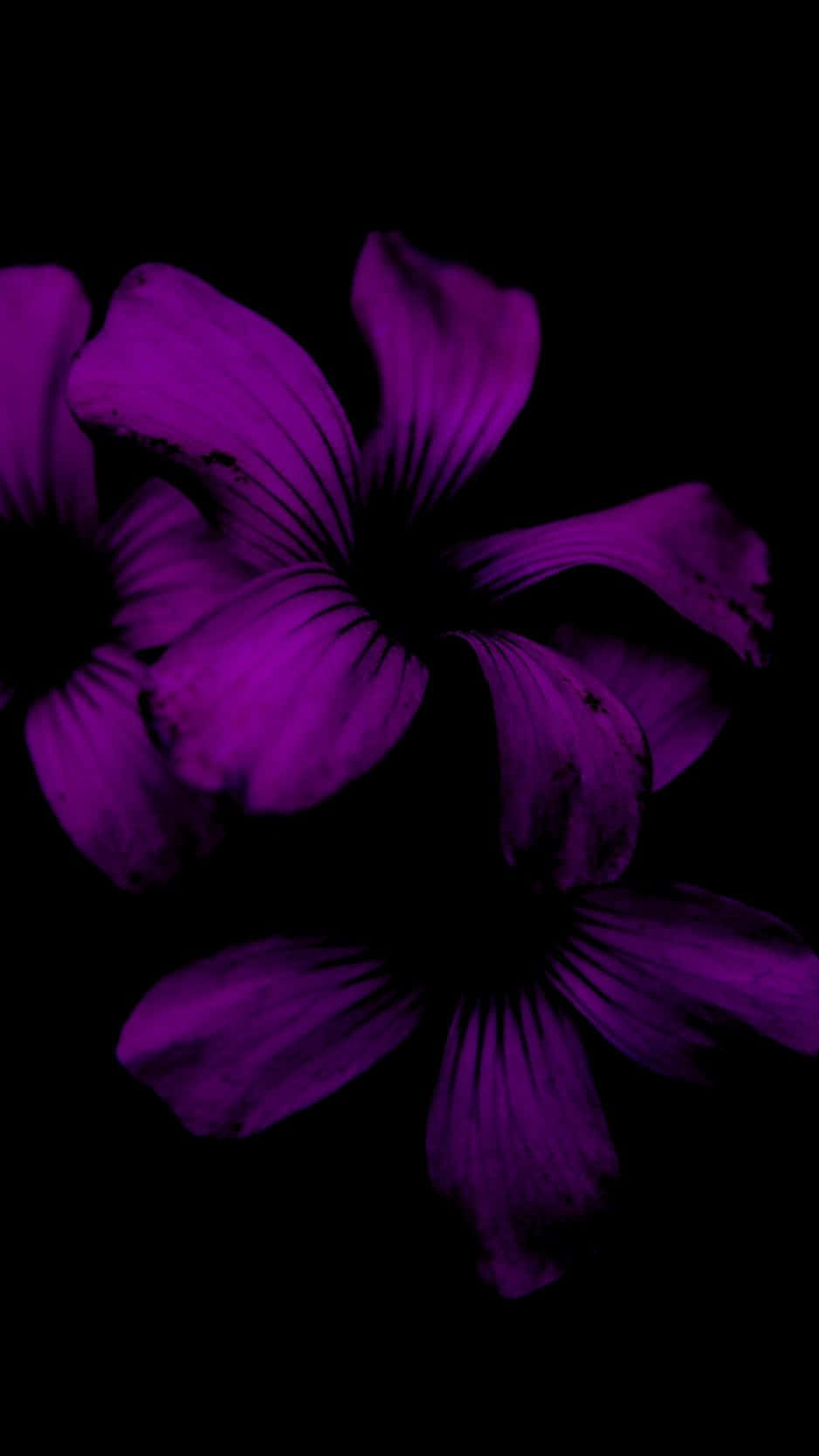 Una flor vibrante florece contra el fondo negro de un iPhone. Fondos de pantalla