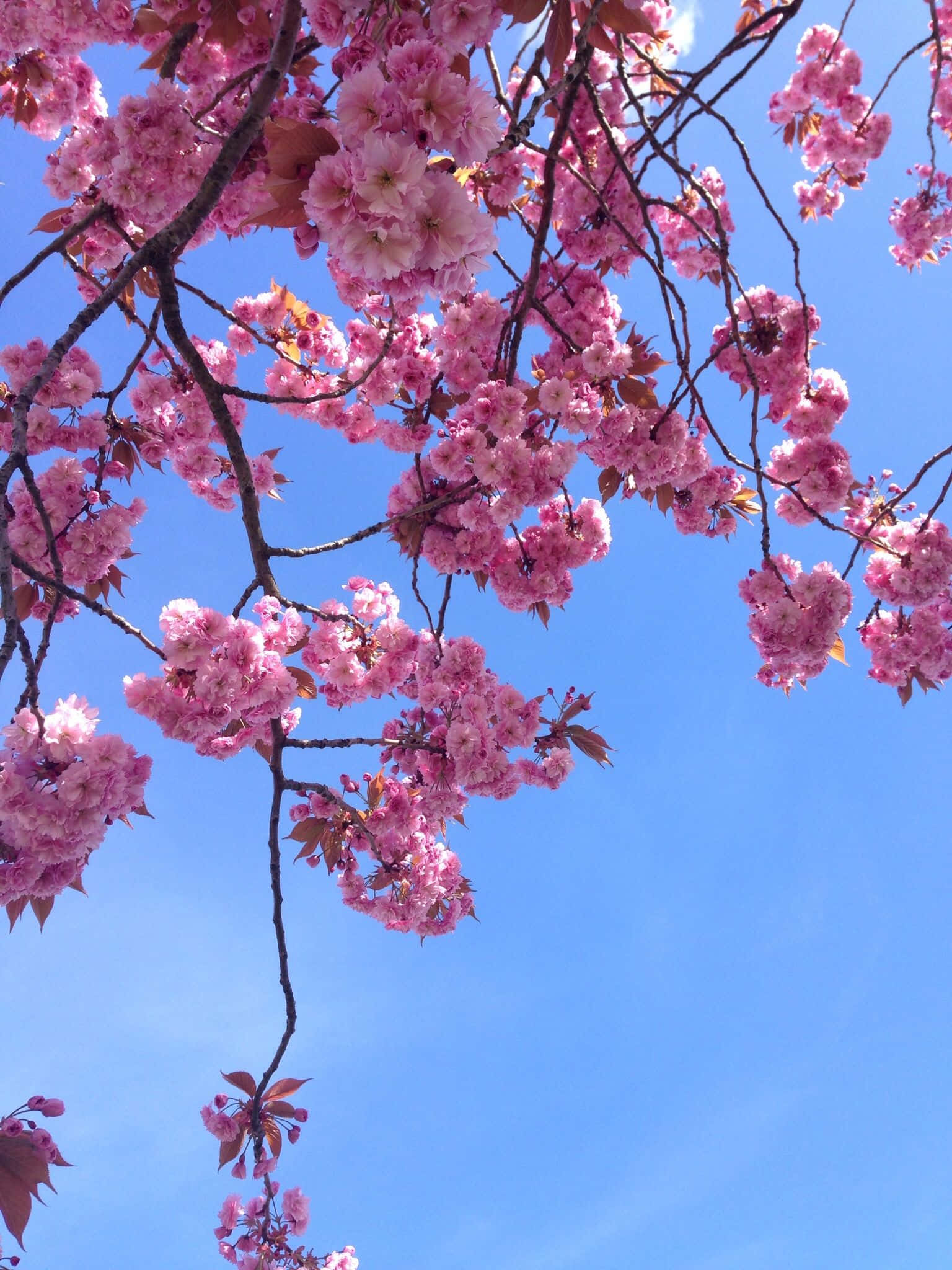 Una flor vibrante que brilla con belleza Fondos de pantalla