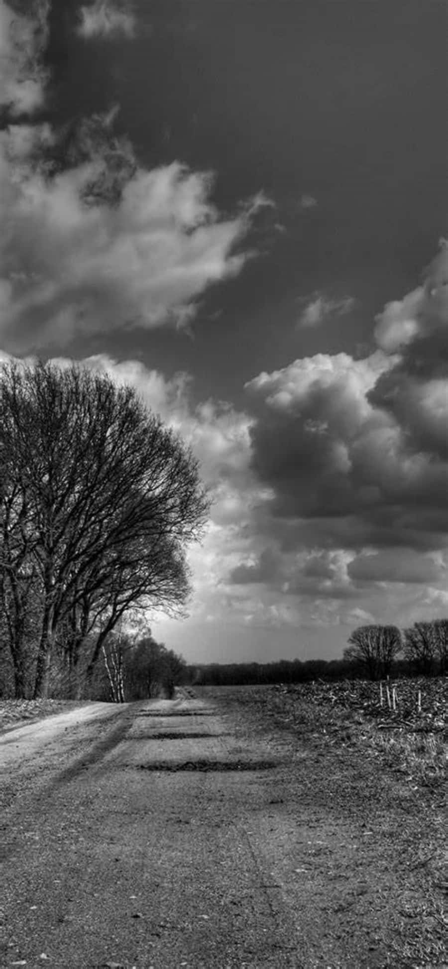 una foto en blanco y negro de un camino de tierra con árboles Fondos de pantalla