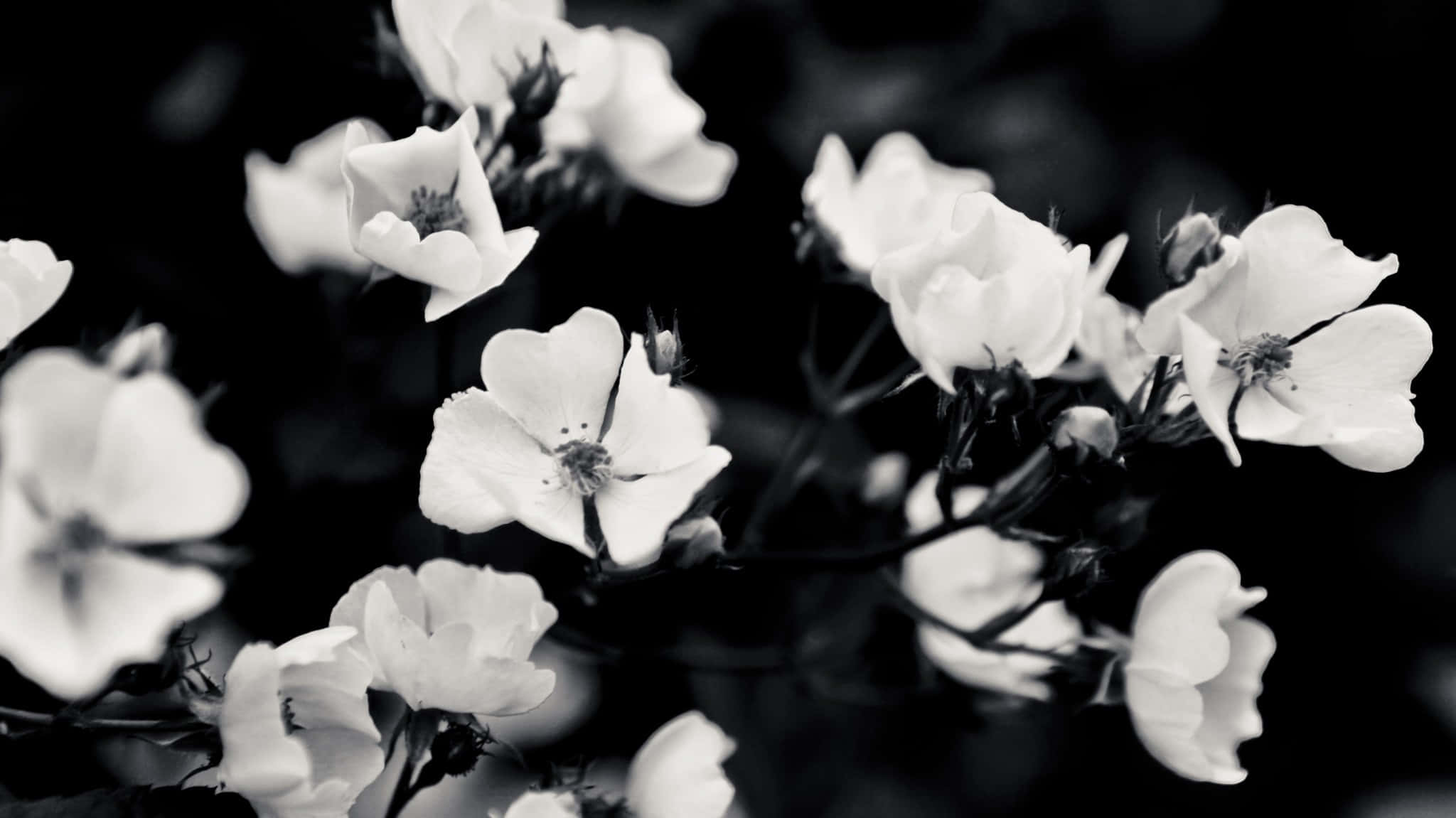 Una fotografía en blanco y negro impresionantemente hermosa. Fondos de pantalla