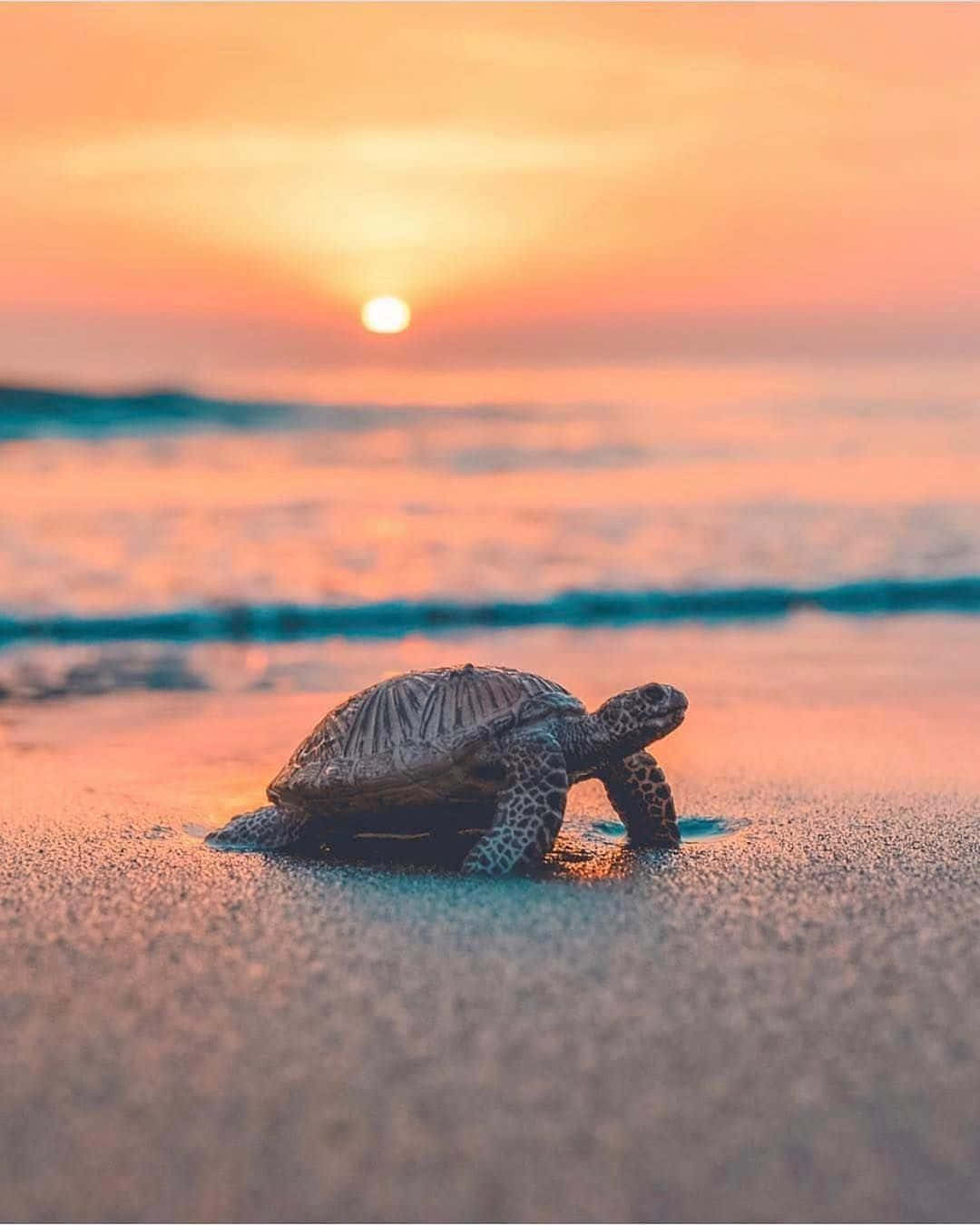 ¡Una gran sonrisa feliz en esta adorable tortuga! Fondos de pantalla