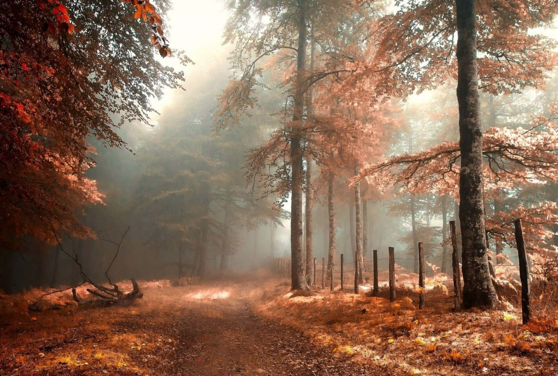 Una hermosa escena otoñal de un bosque colorido Fondos de pantalla