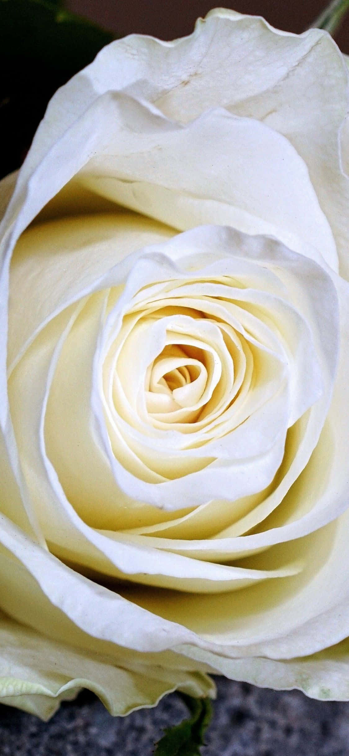 Una hermosa exhibición de rosas blancas Fondos de pantalla