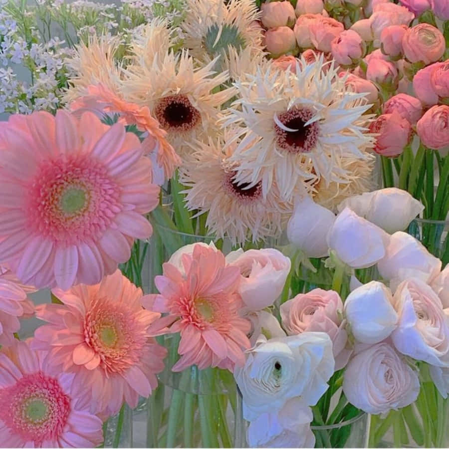 Una hermosa flor blanca y rosa floreciendo durante los meses de verano Fondos de pantalla