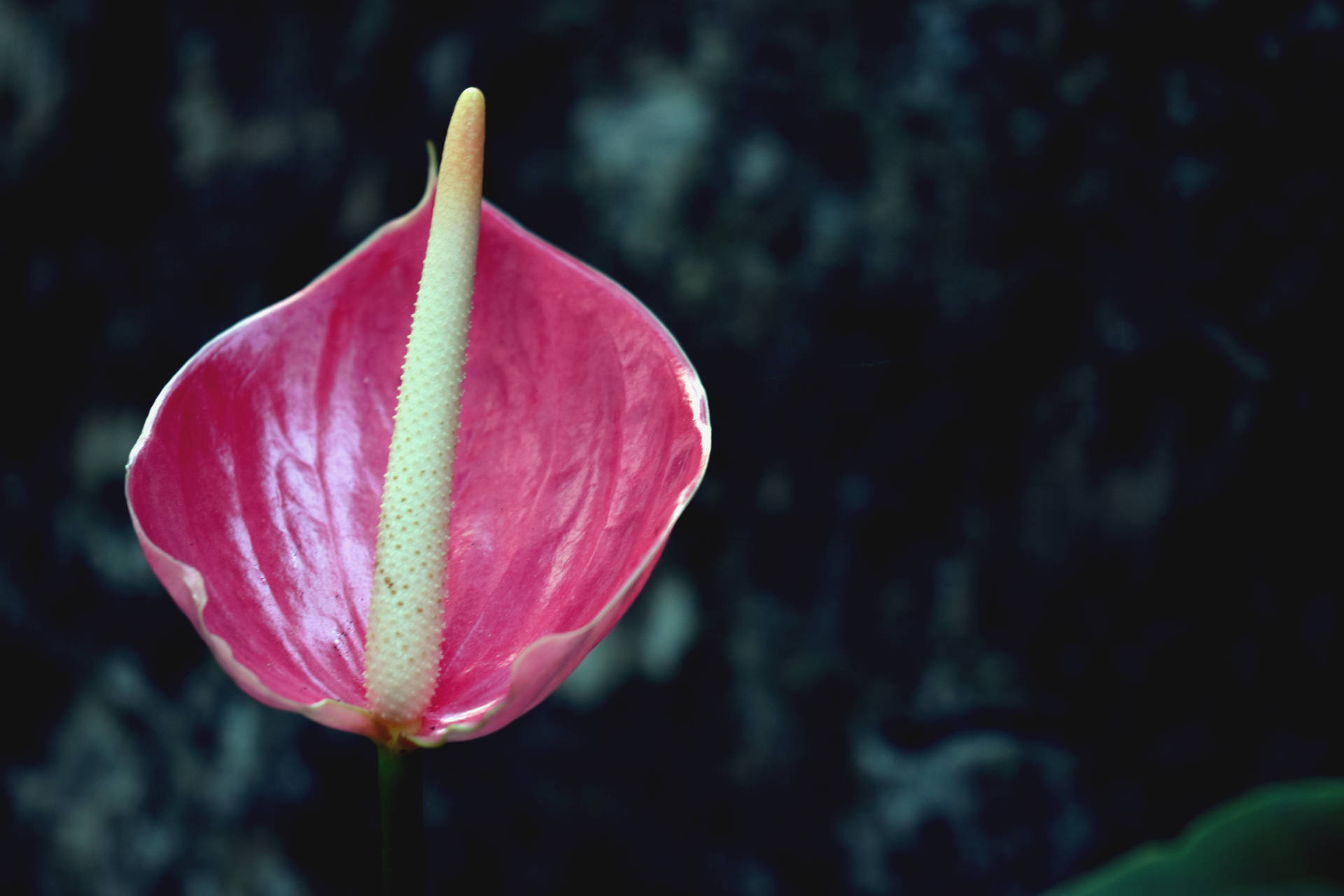 Fondo de pantalla de hermosa flor de anturio rosa.