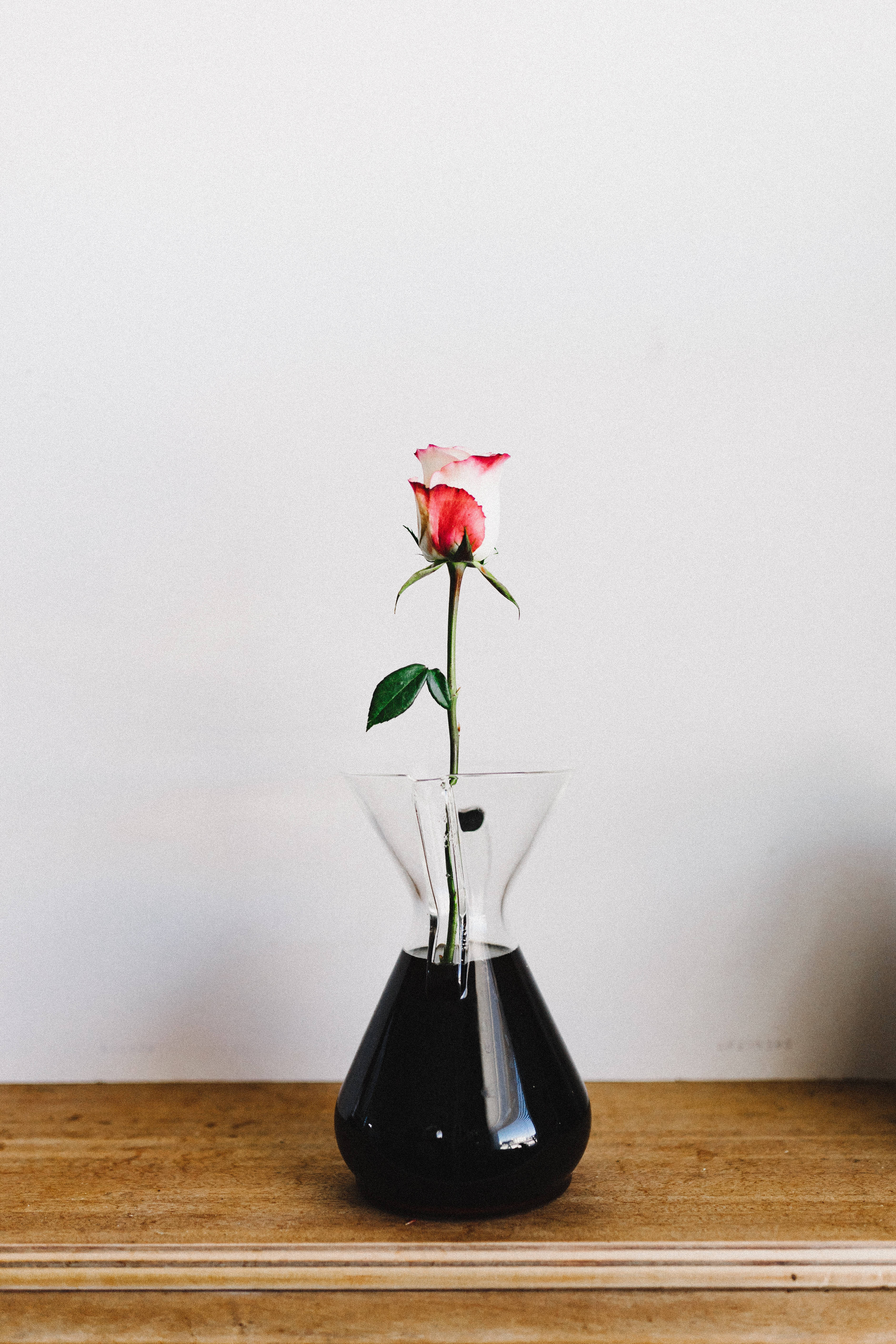 Una hermosa flor de rosa en un jarrón clásico Fondos de pantalla